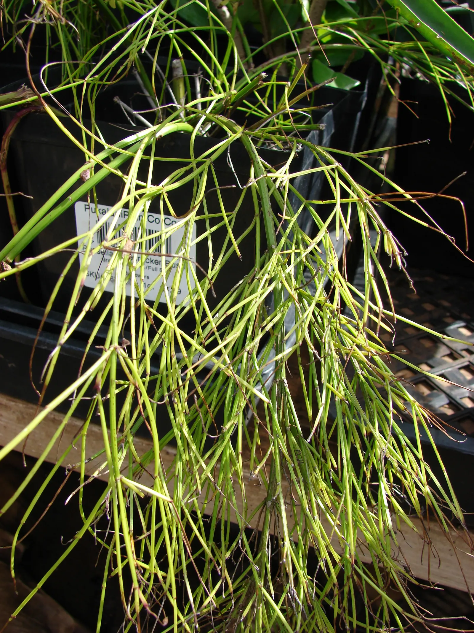 Coral Fountain, Firecracker Plant (Russelia Equisetiformis) — and its moderate growth rate allows for manageable maintenance.<br><br>For the landscape