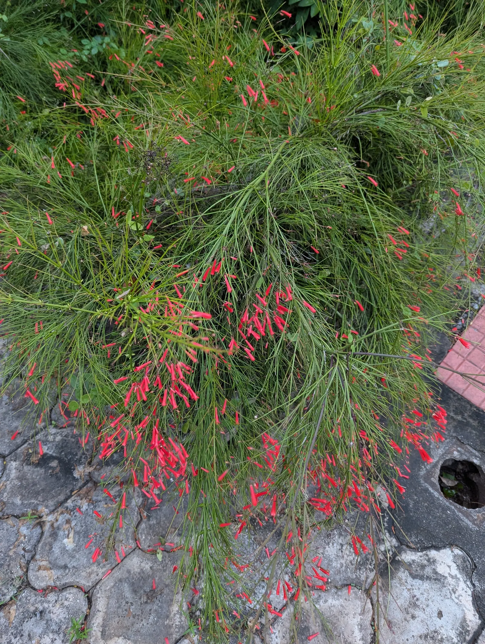 Coral Fountain, Firecracker Plant (Russelia Equisetiformis) — orange and red flowers in the garden