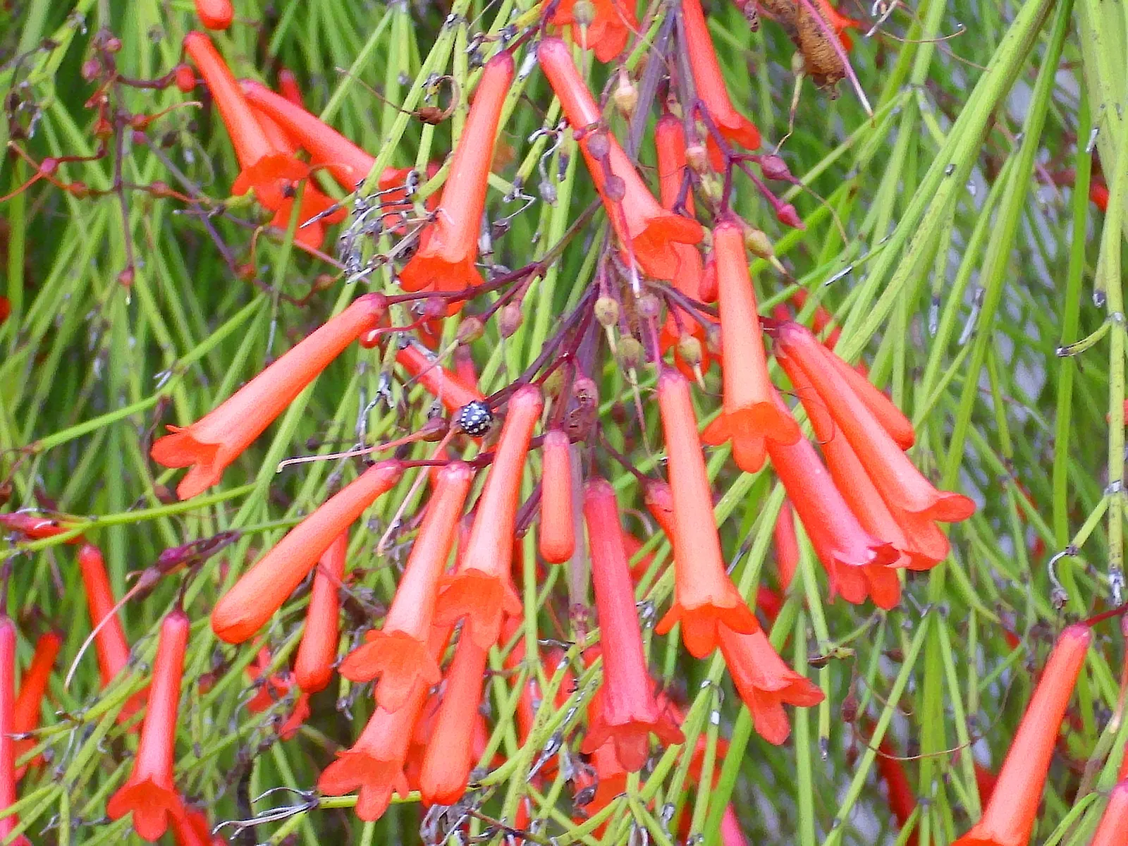 Coral Fountain, Firecracker Plant (Russelia Equisetiformis) — evergreen perennial that adds a touch of tropical flair to any landscape design; this, image 52