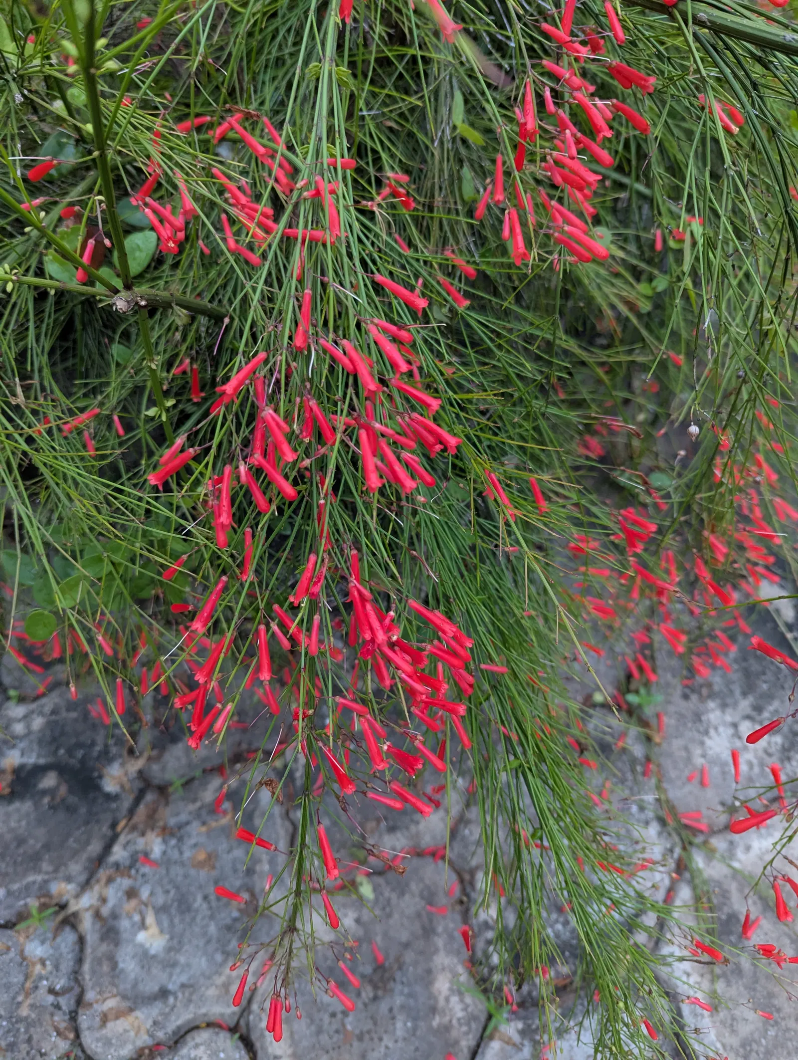 Coral Fountain, Firecracker Plant (Russelia Equisetiformis) — It is drought-tolerant once established