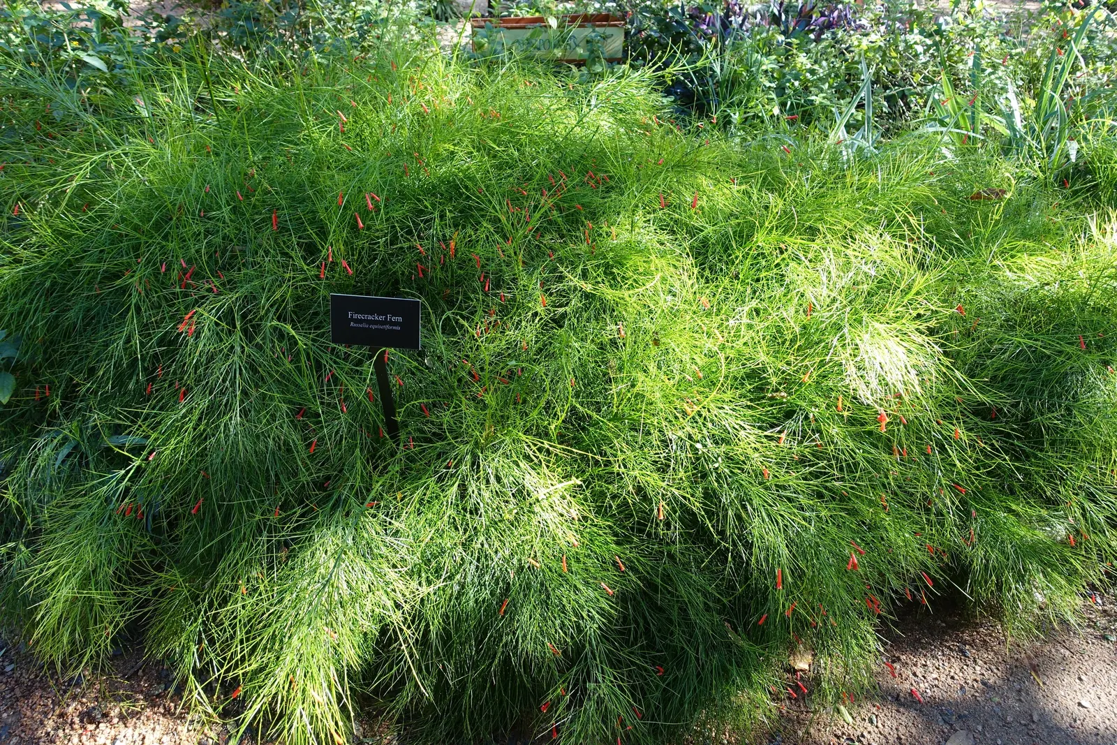 Coral Fountain, Firecracker Plant (Russelia Equisetiformis) — bright red to coral-hued flowers; evergreen perennial that adds a touch of tropical, image 55