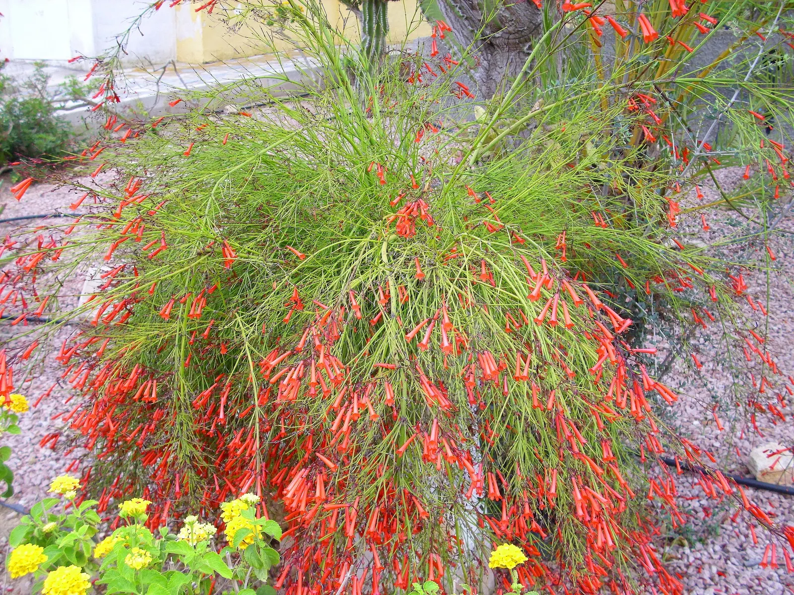 Coral Fountain, Firecracker Plant (Russelia Equisetiformis) — is a fast-growing perennial shrub; bright red to coral-hued flowers, image 46