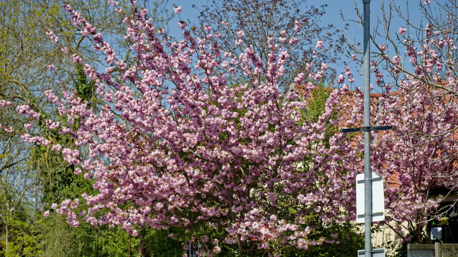 Japanese Flowering Cherry (Prunus Serrulata) — this tree is adaptable but requires protection from harsh conditions