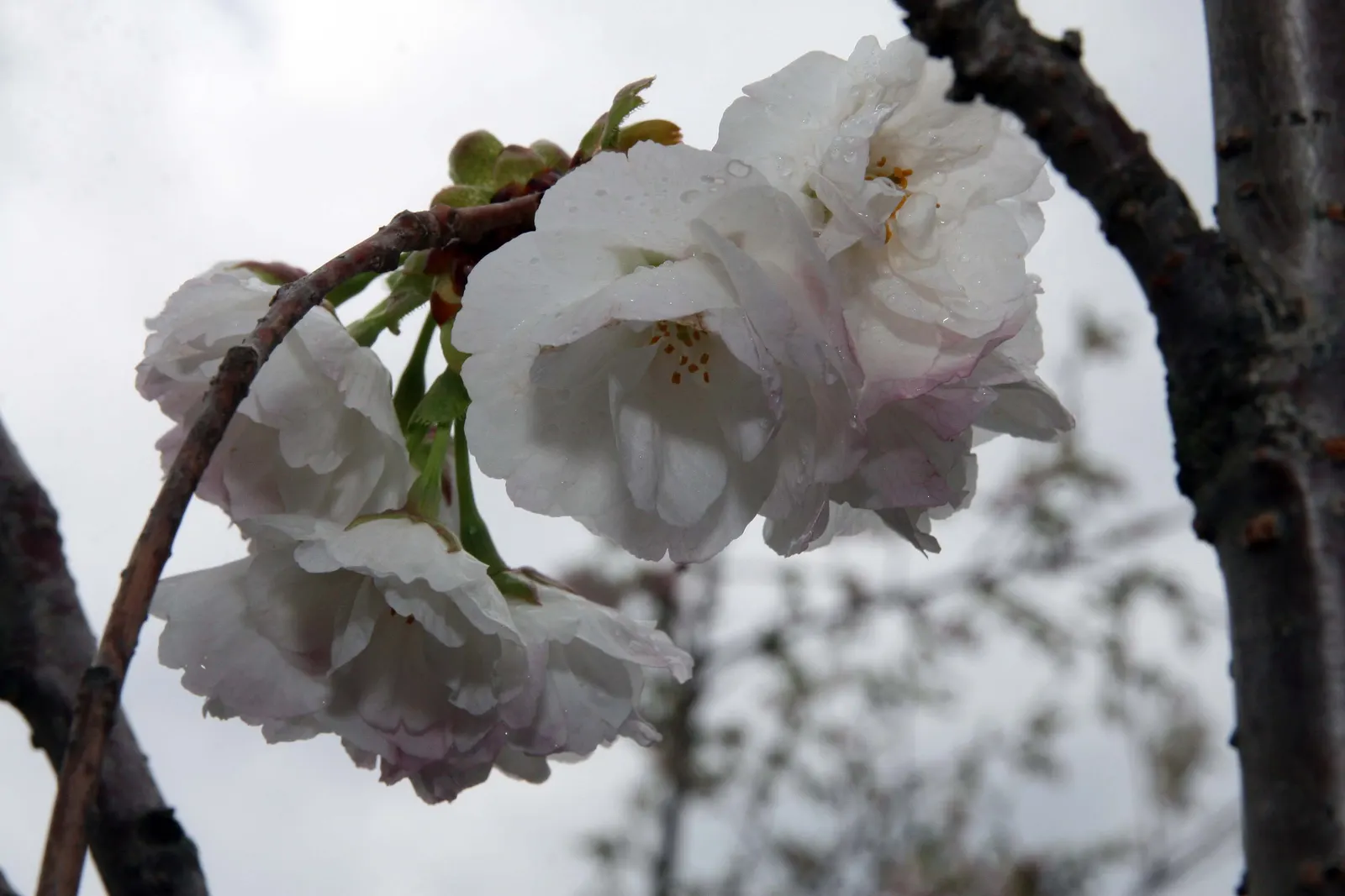 Japanese Flowering Cherry (Prunus Serrulata) — This deciduous tree typically reaches 15-25 feet in height with a spread of 15-25 feet; serrulata are lanceolate