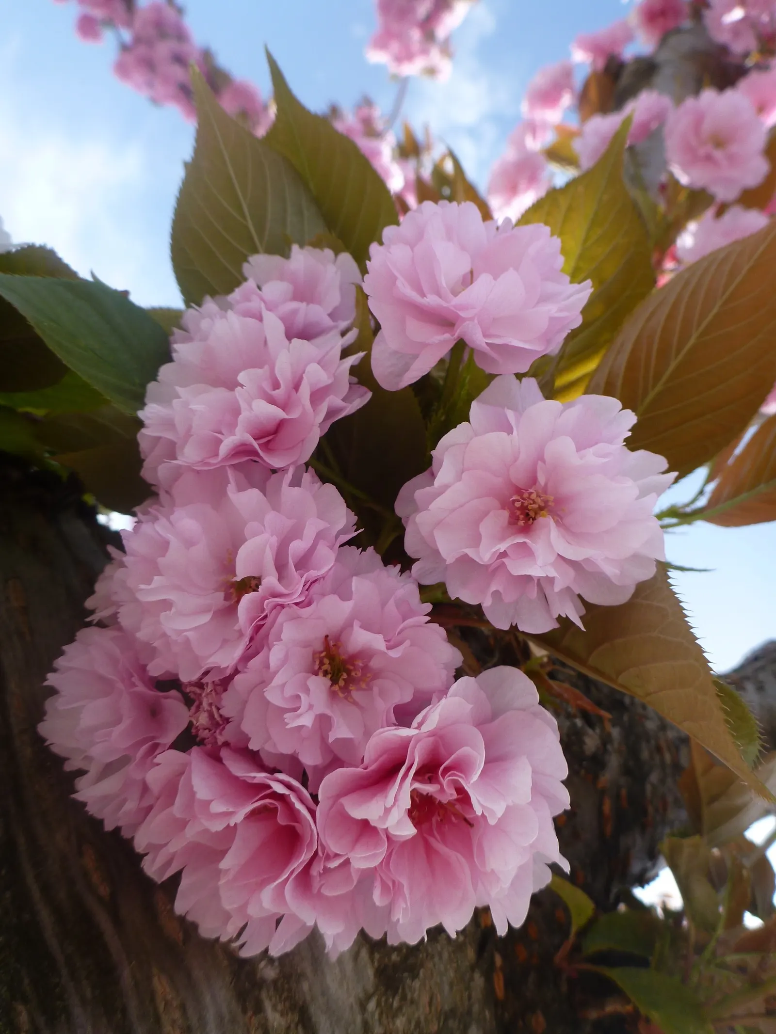 Japanese Flowering Cherry (Prunus Serrulata) — this tree is adaptable but requires protection from harsh conditions; and ensure to highlight its, image 65