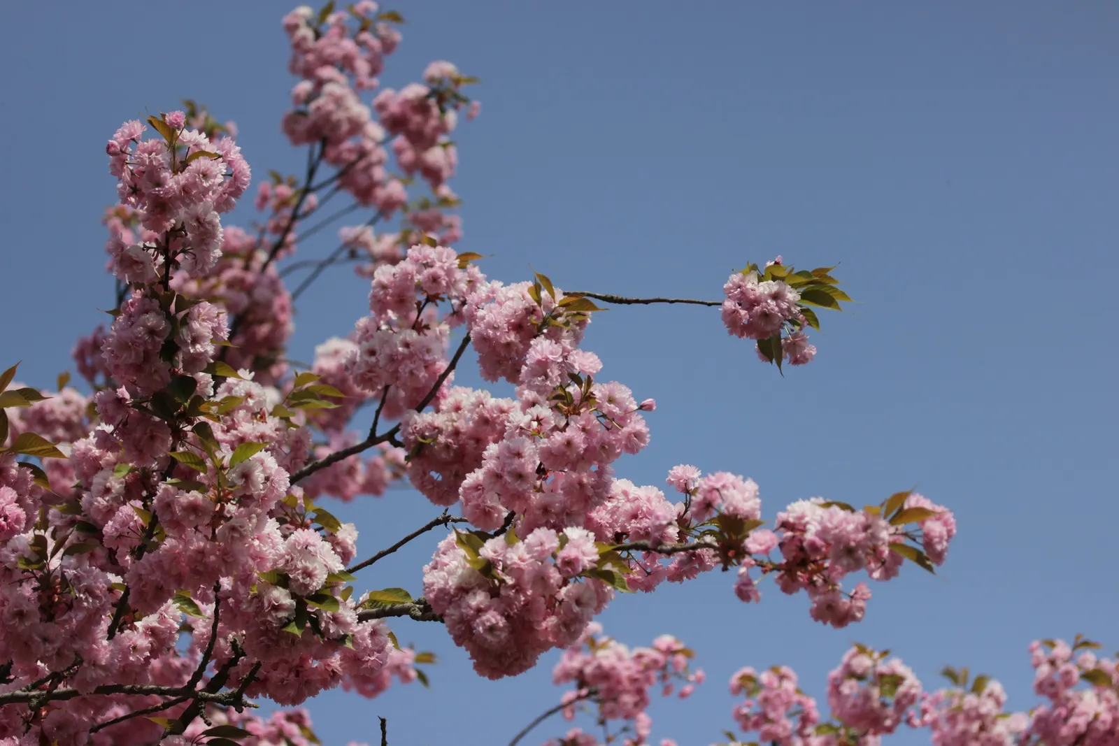 Japanese Flowering Cherry (Prunus Serrulata) — This deciduous tree typically reaches 15-25 feet in height with a spread of 15-25 feet