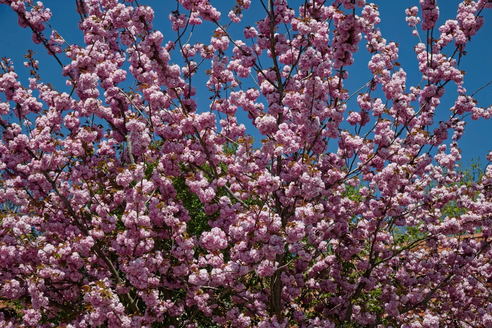 Japanese Flowering Cherry (Prunus Serrulata) — consider underplanting with low perennials to create a serene and picturesque setting; it boasts a round canopy