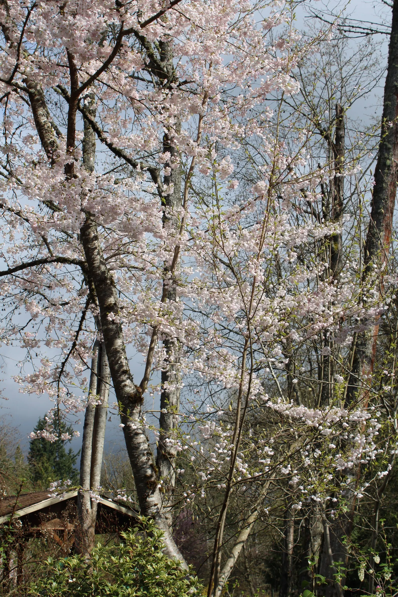 Japanese Flowering Cherry (Prunus Serrulata) — Prefers full sun and well-drained soil; is a beloved ornamental tree known for its stunning spring, image 76