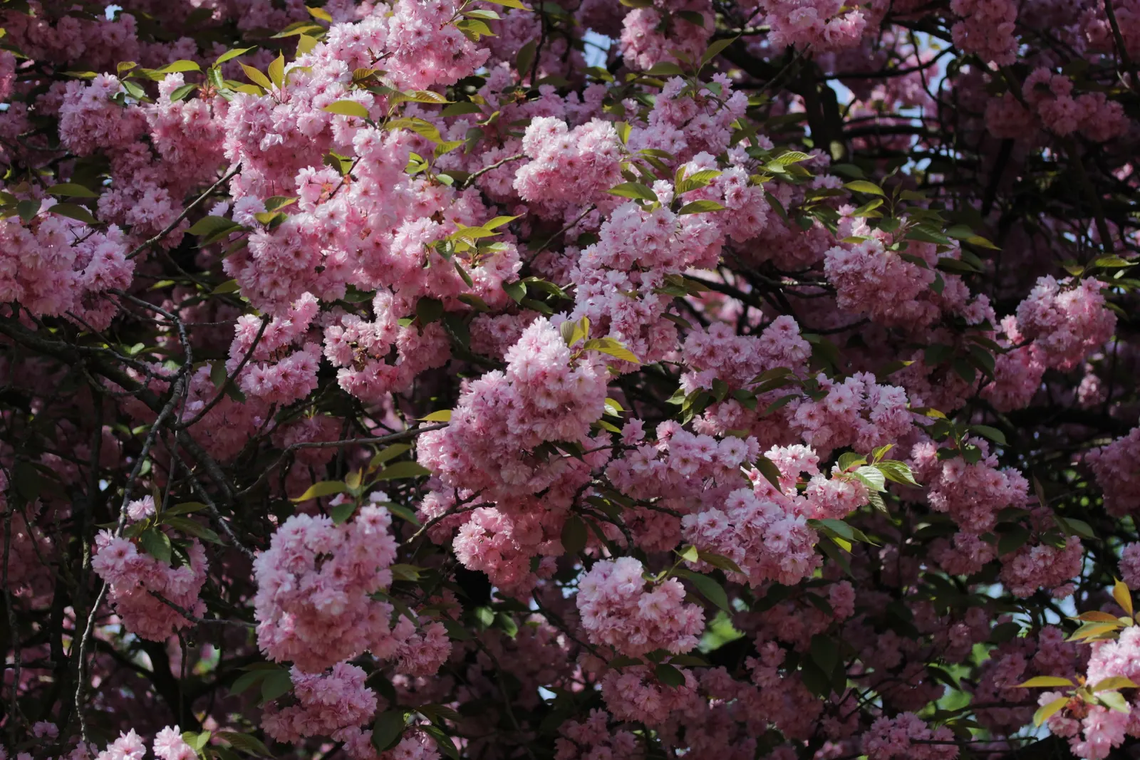 Japanese Flowering Cherry (Prunus Serrulata) — emerging bronze-toned and maturing to a mid-green in summer before turning to vibrant hues of, image 84