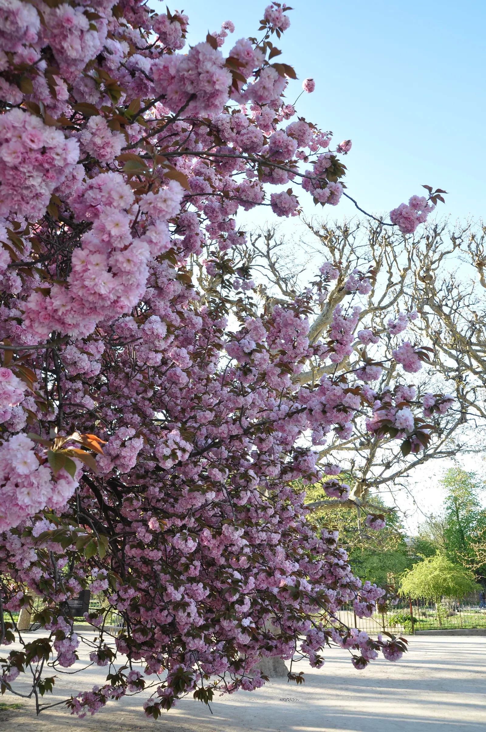 Japanese Flowering Cherry (Prunus Serrulata) — is a beloved ornamental tree known for its stunning spring blooms