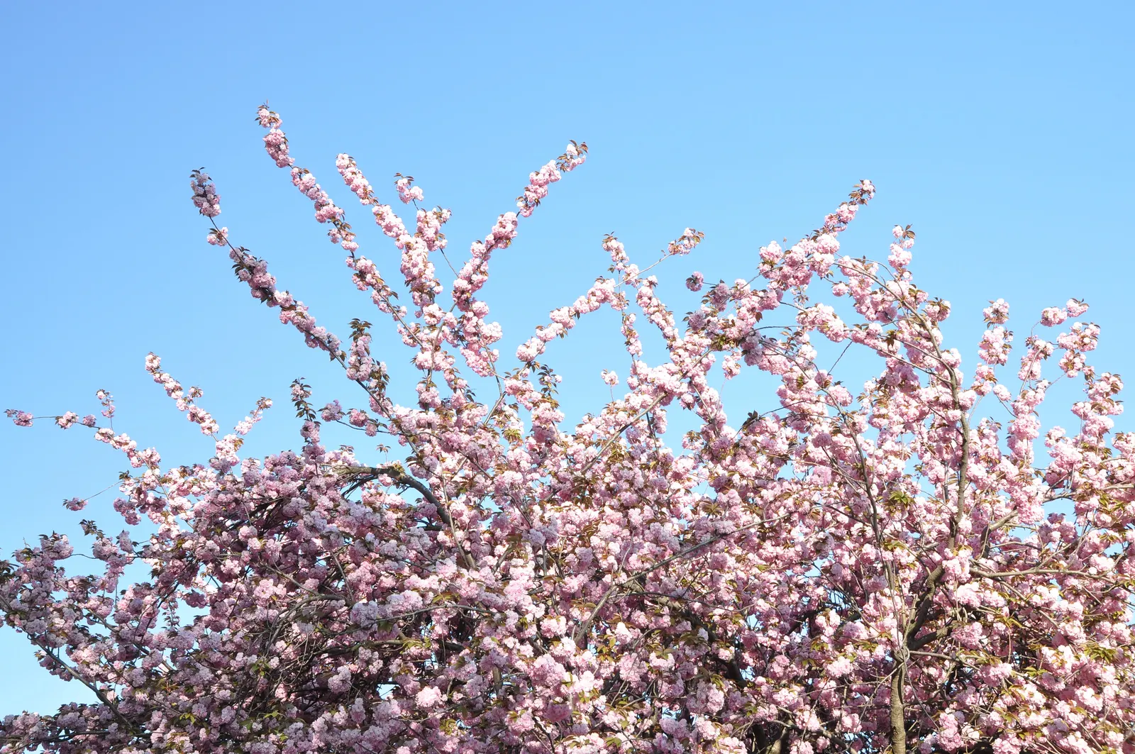 Japanese Flowering Cherry (Prunus Serrulata) — The typical specimen reaches a height of 15 to 25 feet with a canopy spread of 15 to 20 feet, image 105