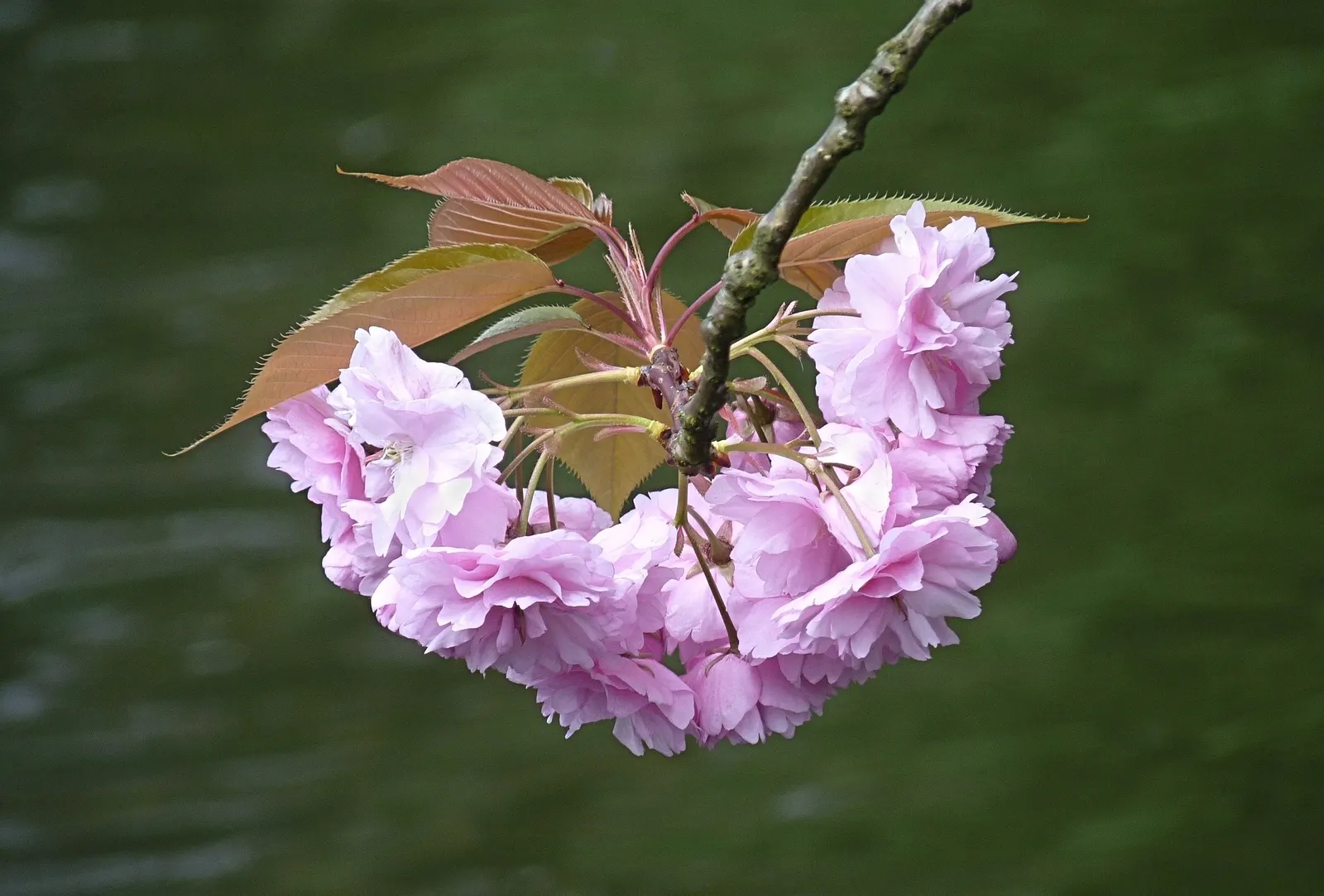 Japanese Flowering Cherry (Prunus Serrulata) — provide an unmatched visual spectacle; tree for full, image 93
