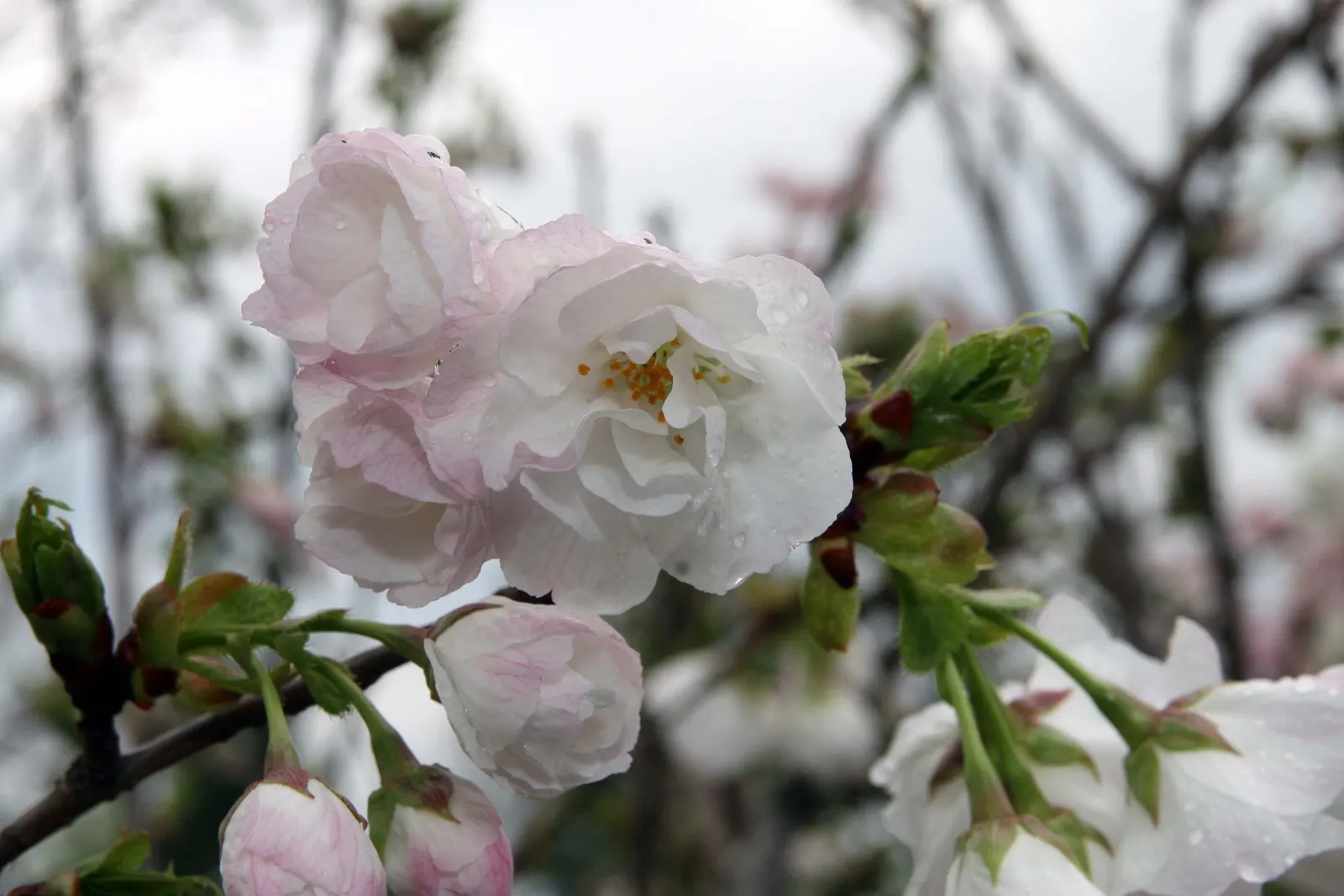 Japanese Flowering Cherry (Prunus Serrulata) — the Japanese Flowering Cherry prefers a site that offers full sun to partial shade