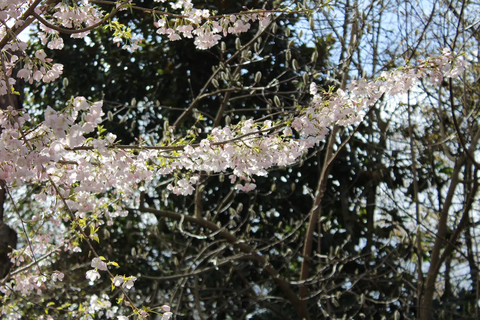 Japanese Flowering Cherry (Prunus Serrulata) — Cold hardy to USDA Zone 5; which extends this tree's seasonal interest.<br><br>For optimal growth, image 88