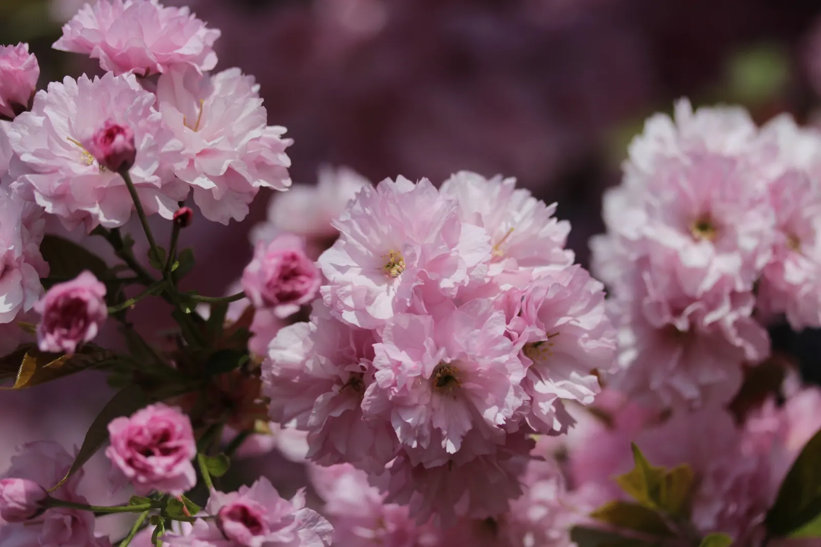 Japanese Flowering Cherry (Prunus Serrulata) — and ensure to highlight its ephemeral blooms; this tree is adaptable but requires protection from, image 68
