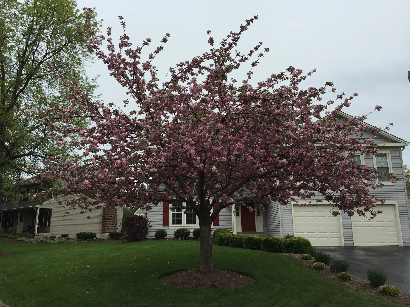Japanese Flowering Cherry (Prunus Serrulata) — Revered for its abundant and showy blossoms; ideal for accent or specimen planting, adding a burst of color and