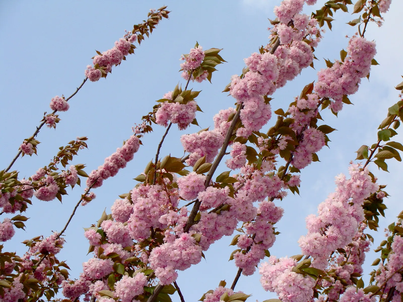 Japanese Flowering Cherry (Prunus Serrulata) — emerging bronze-toned and maturing to a mid-green in summer before turning to vibrant hues of yellow; the