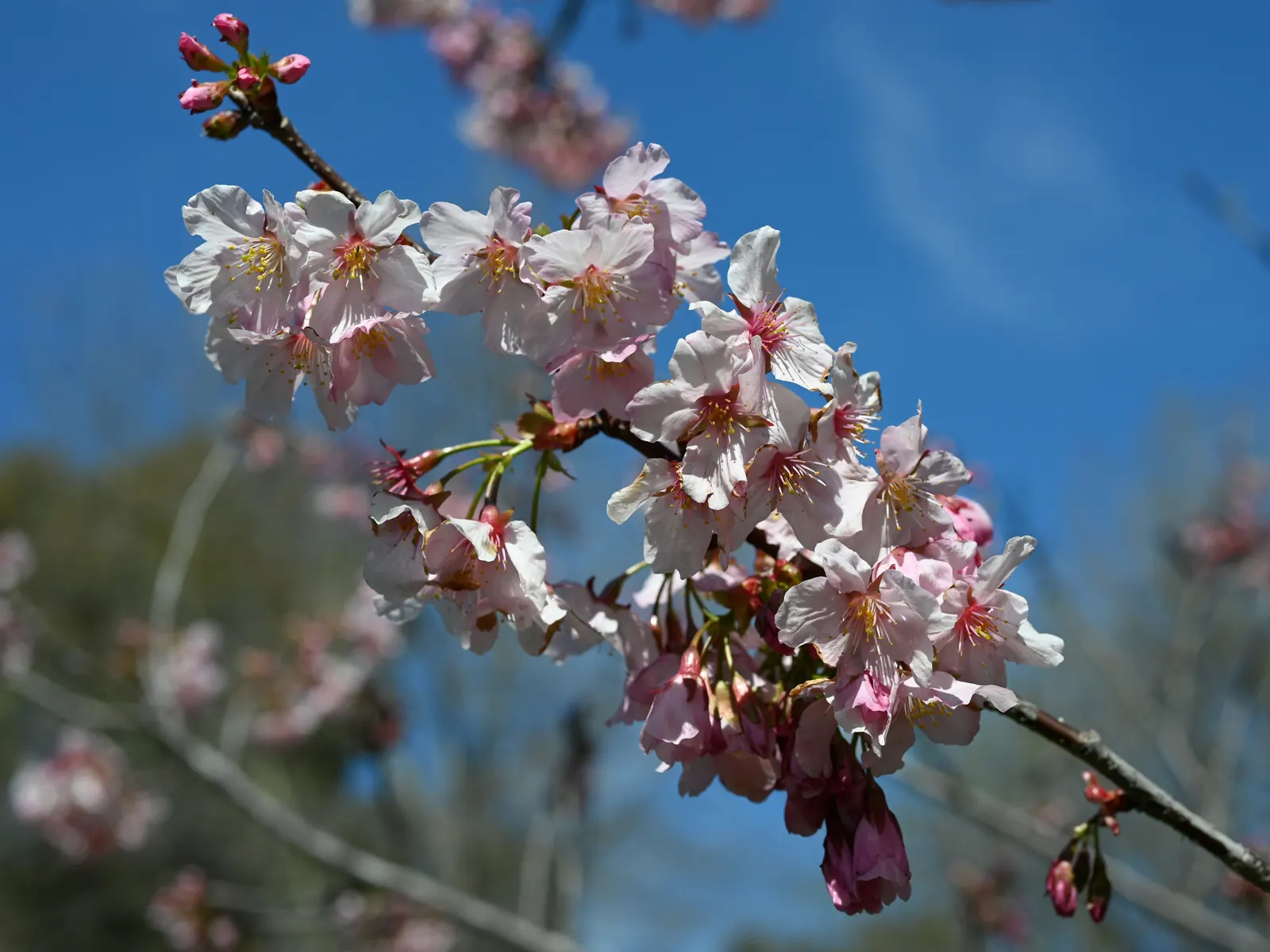 Japanese Flowering Cherry (Prunus Serrulata) — vase-like silhouette that complements a variety of garden themes.<br><br>The leaves of P; offer this, image 106