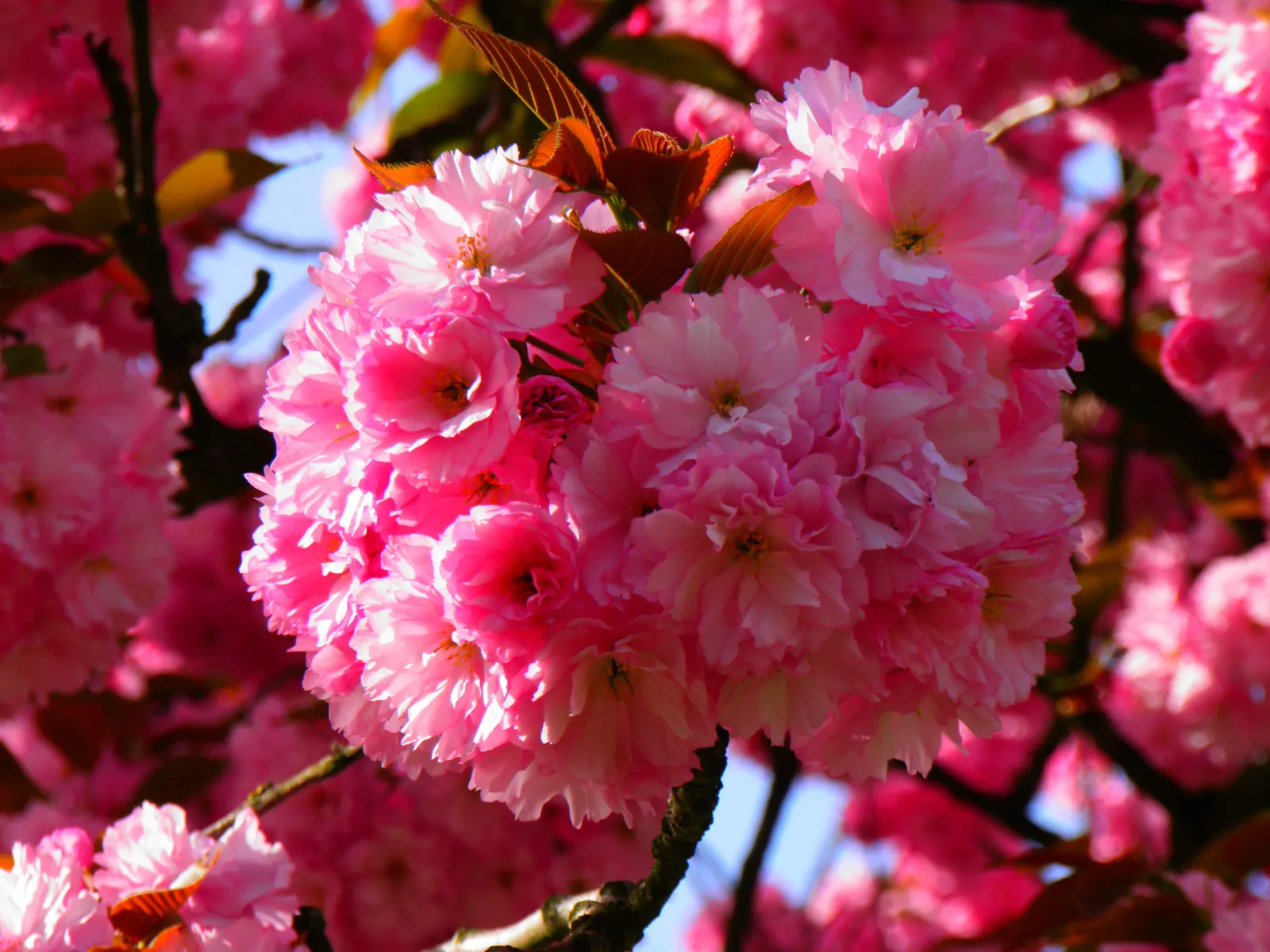 Japanese Flowering Cherry (Prunus Serrulata) — Cold hardy to USDA Zone 5