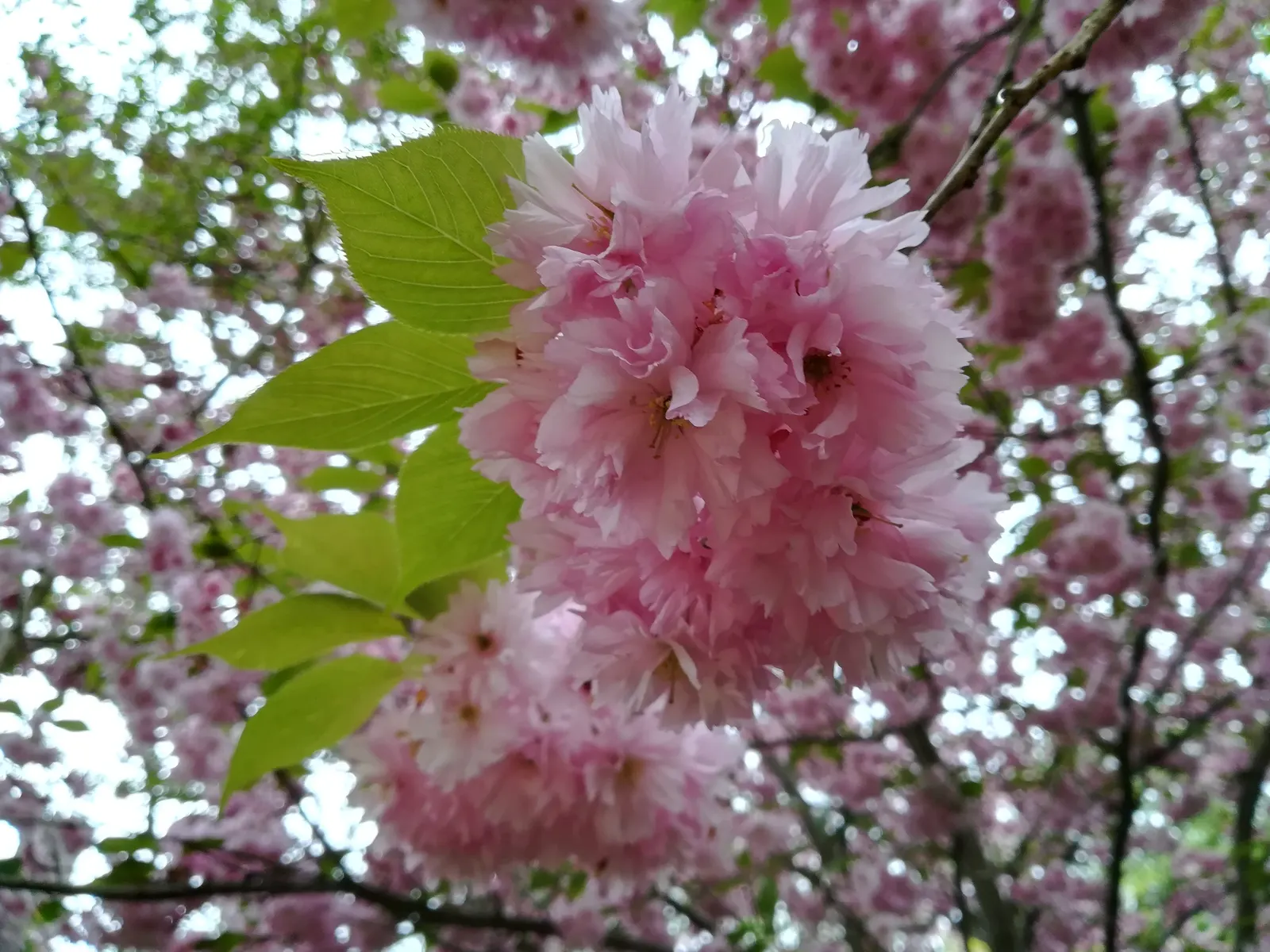 Japanese Flowering Cherry (Prunus Serrulata) — is a beloved ornamental tree known for its stunning spring blooms; prefers full sun and well-drained, image 73
