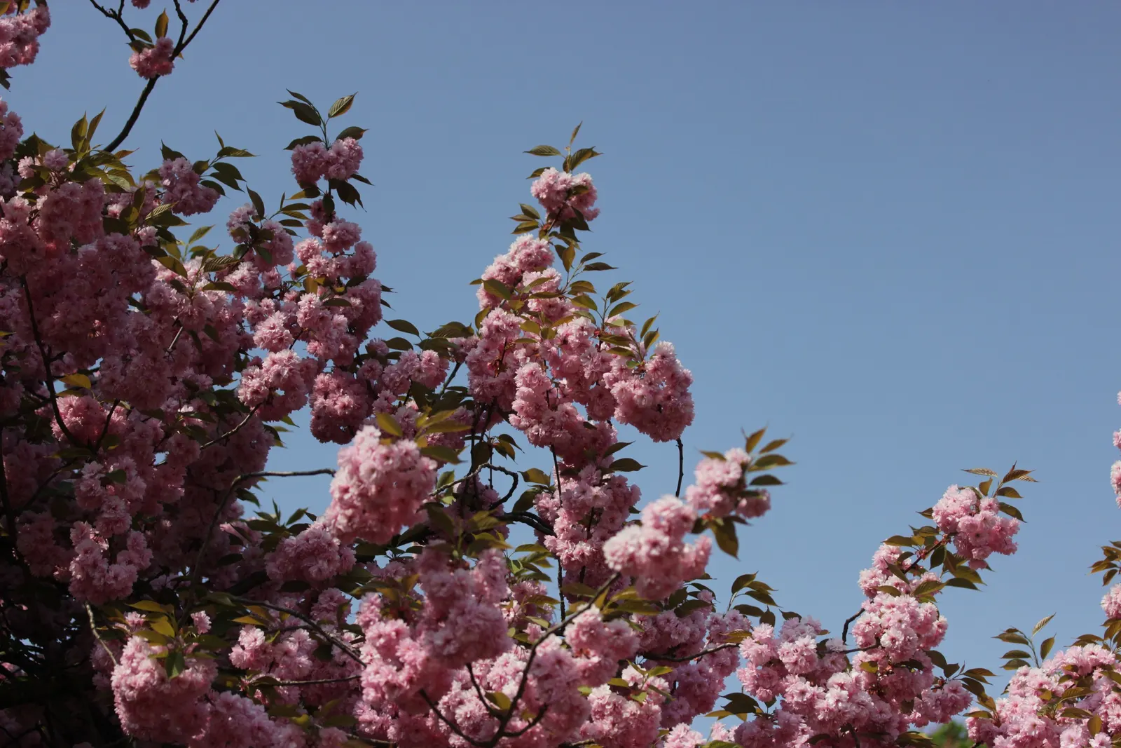 Japanese Flowering Cherry (Prunus Serrulata) — tree with pink blooms