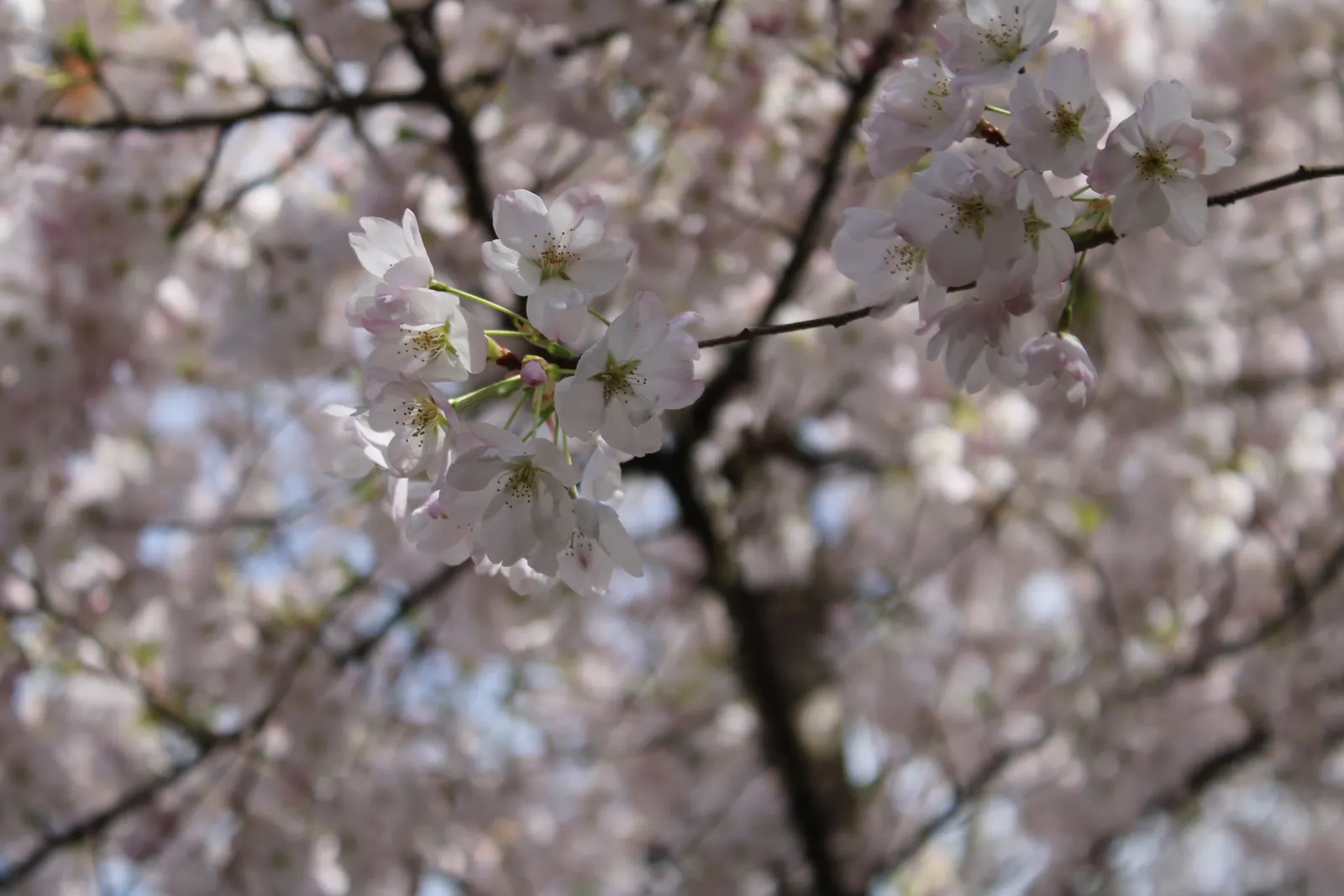 Japanese Flowering Cherry (Prunus Serrulata) — vase-like silhouette that complements a variety of garden themes.<br><br>The leaves of P; offer this, image 82