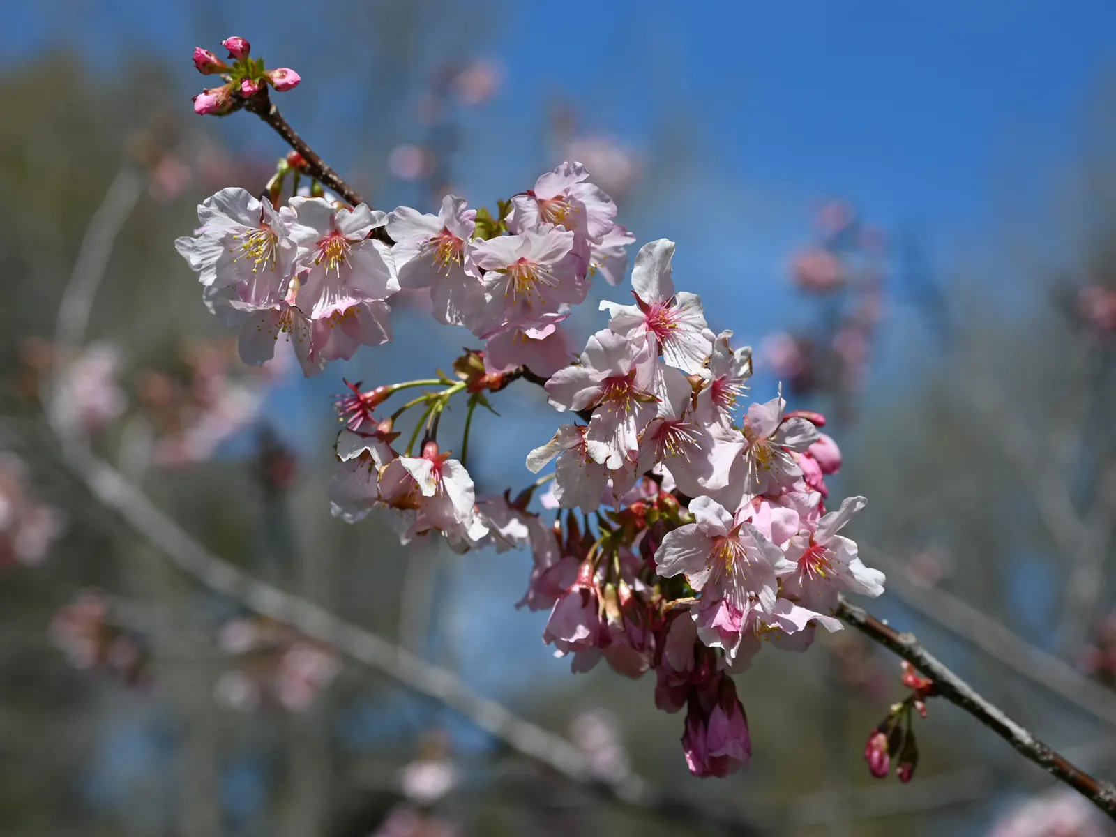 Japanese Flowering Cherry (Prunus Serrulata) — which extends this tree's seasonal interest.<br><br>For optimal growth; cold hardy to USDA Zone 5, image 109