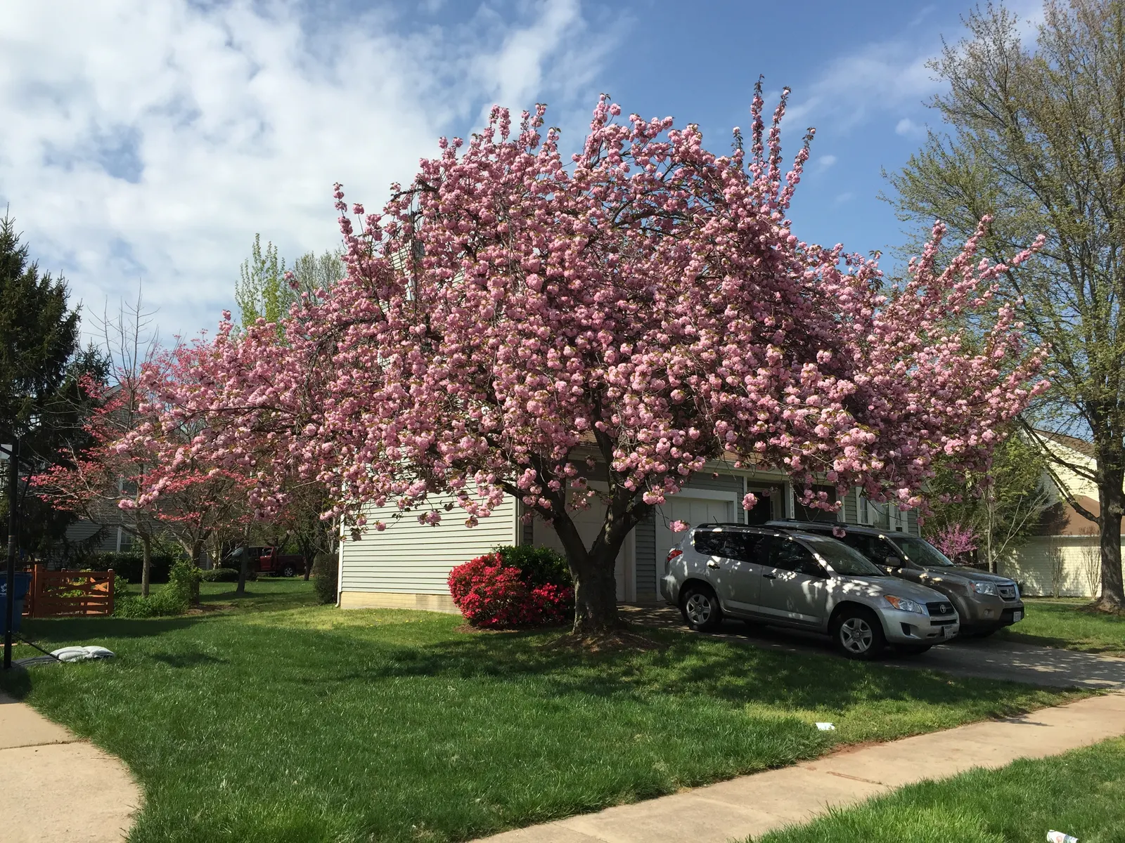 Japanese Flowering Cherry (Prunus Serrulata) — serrulata are lanceolate with finely serrated edges