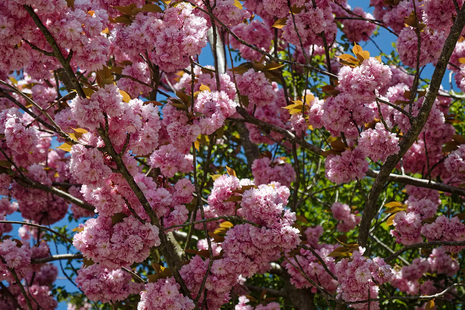 Japanese Flowering Cherry (Prunus Serrulata) — tree with pink blooms; the Japanese Flowering Cherry prefers a site that offers full sun to partial shade