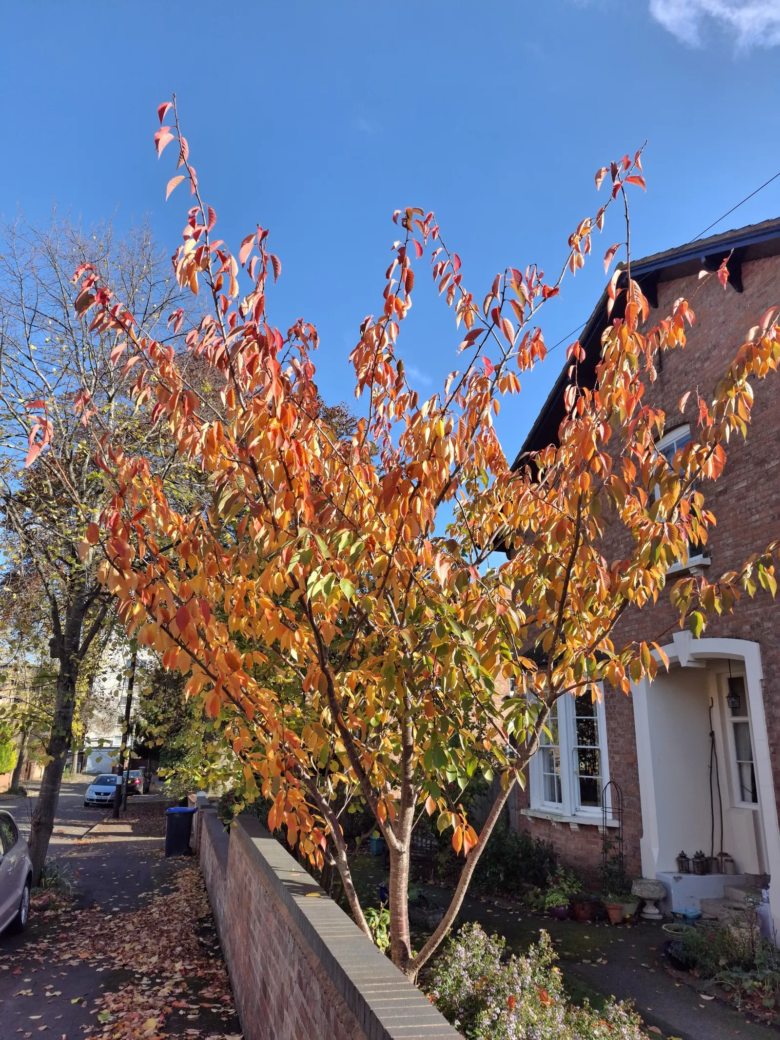 Japanese Flowering Cherry (Prunus Serrulata) — Cold hardy to USDA Zone 5; which extends this tree's seasonal interest.<br><br>For optimal growth