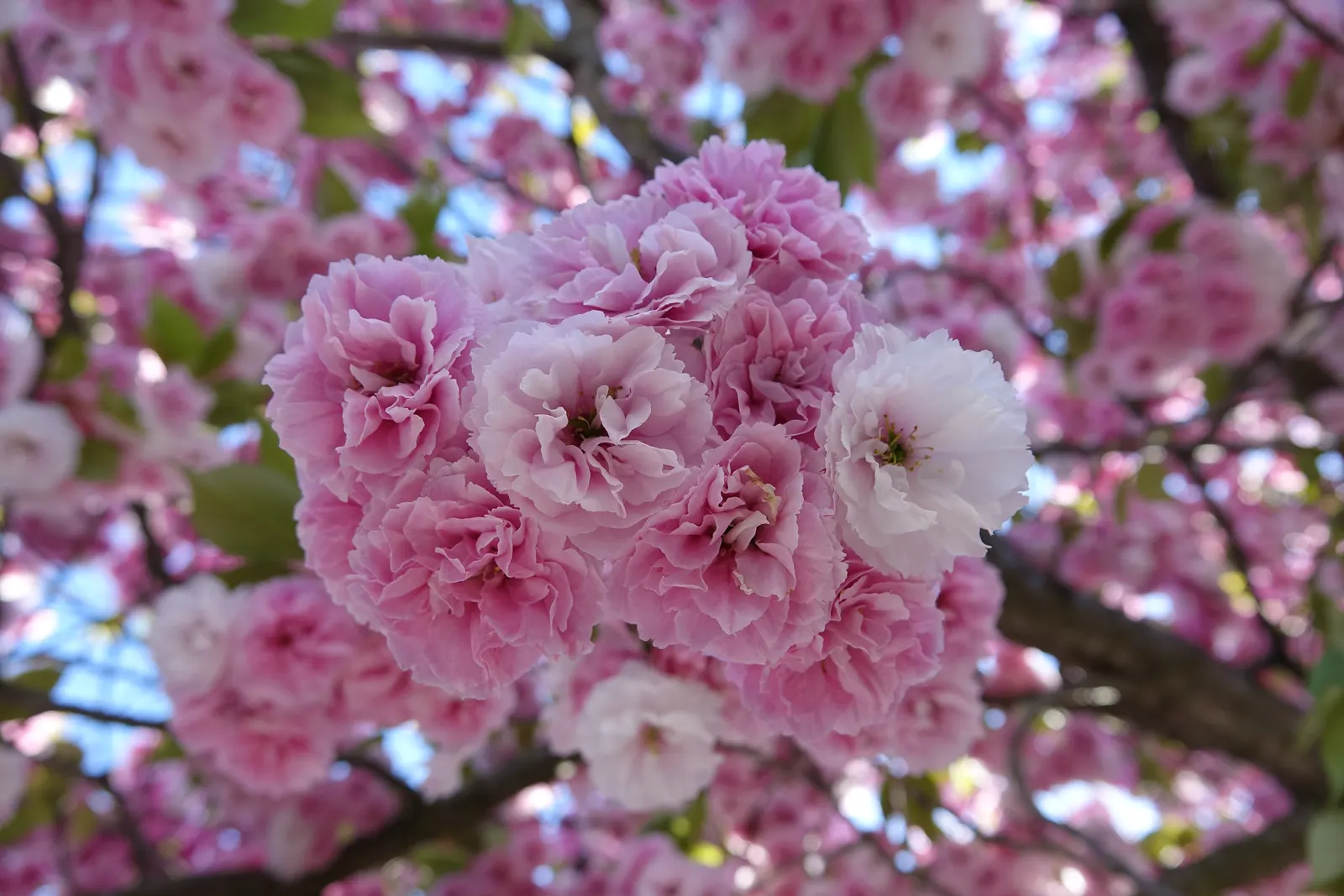 Japanese Flowering Cherry (Prunus Serrulata) — pink flowers in the garden