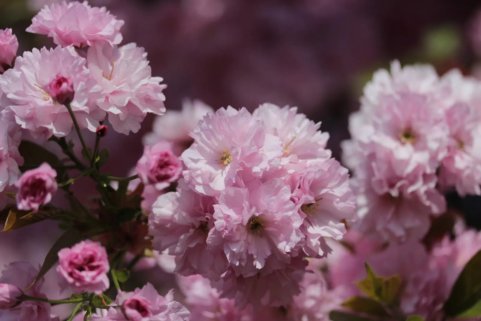 Japanese Flowering Cherry (Prunus Serrulata) — Cold hardy to USDA Zone 5; which extends this tree's seasonal interest.<br><br>For optimal growth, image 64