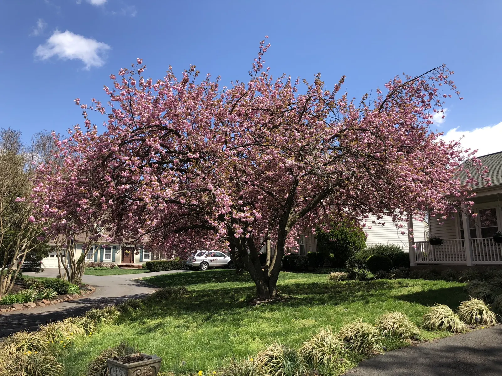 Japanese Flowering Cherry (Prunus Serrulata) — Revered for its abundant and showy blossoms; ideal for accent or specimen planting, adding a burst, image 104