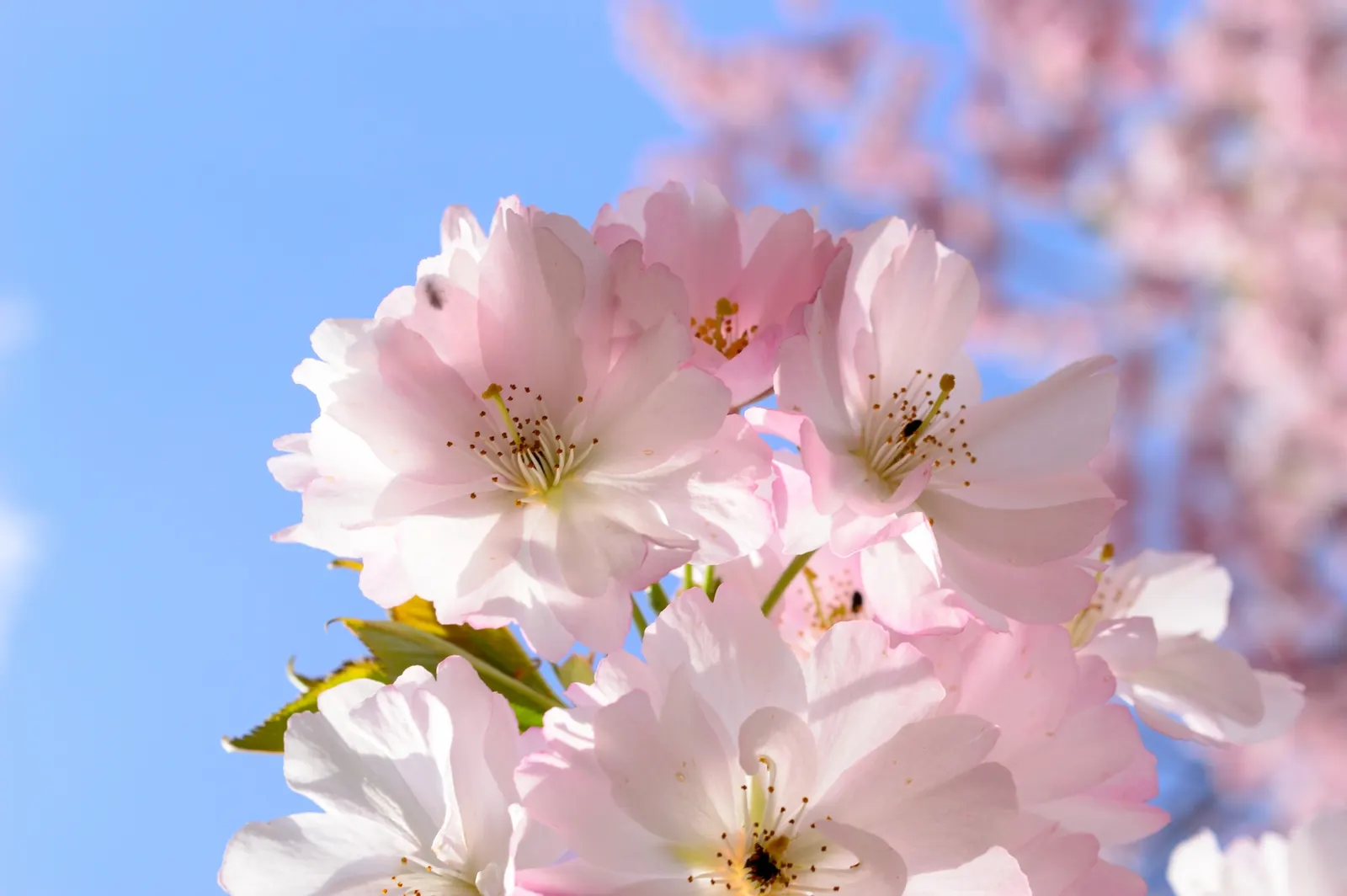 Japanese Flowering Cherry (Prunus Serrulata) — It thrives in moist, well-drained soils that are slightly acidic to neutral in pH; scientifically, image 63