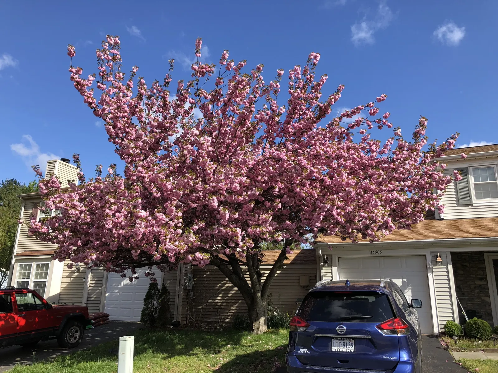 Japanese Flowering Cherry (Prunus Serrulata) — It thrives in moist, well-drained soils that are slightly acidic to neutral in pH