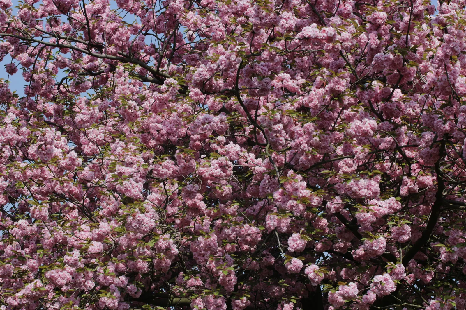 Japanese Flowering Cherry (Prunus Serrulata) — consider underplanting with low perennials to create a serene and picturesque setting; it boasts a, image 114