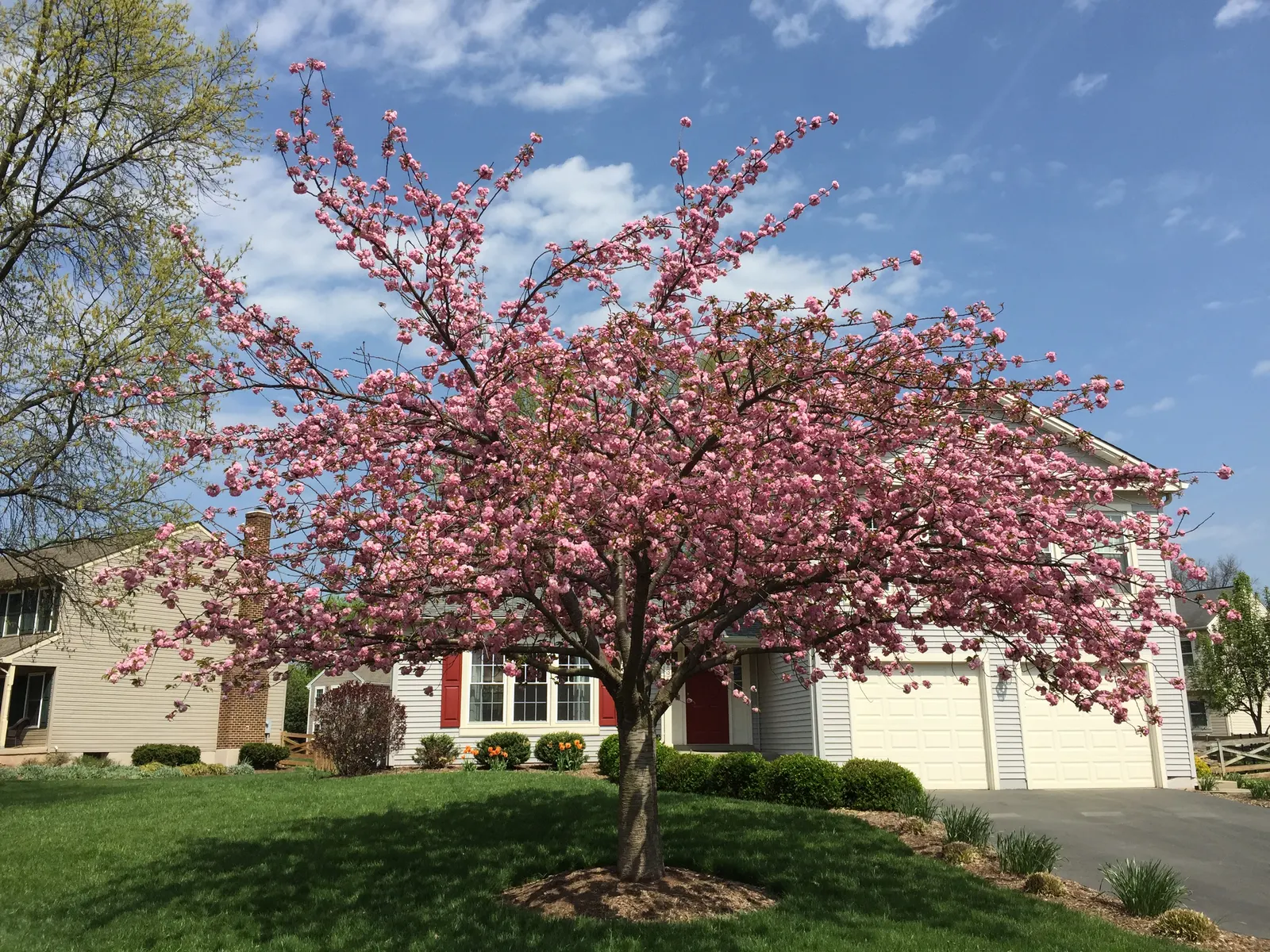 Japanese Flowering Cherry (Prunus Serrulata) — It thrives in moist, well-drained soils that are slightly acidic to neutral in pH; scientifically known as