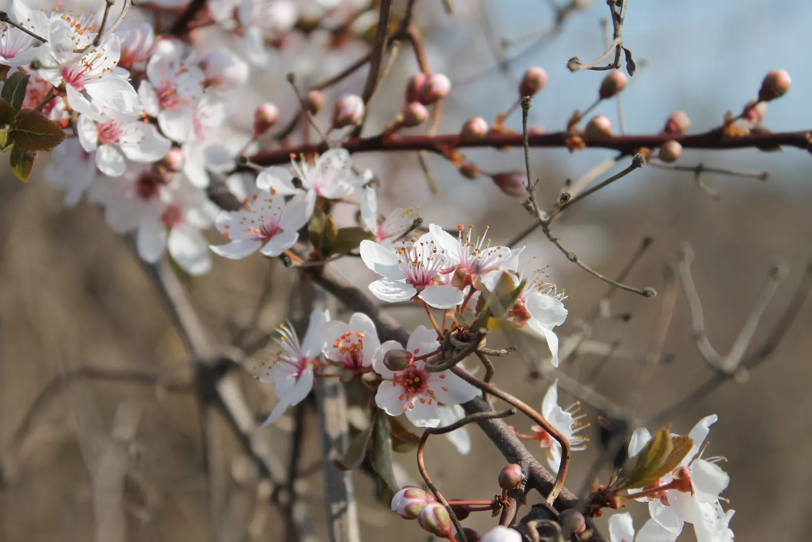 Japanese Flowering Cherry (Prunus Serrulata) — provide an unmatched visual spectacle; tree for full