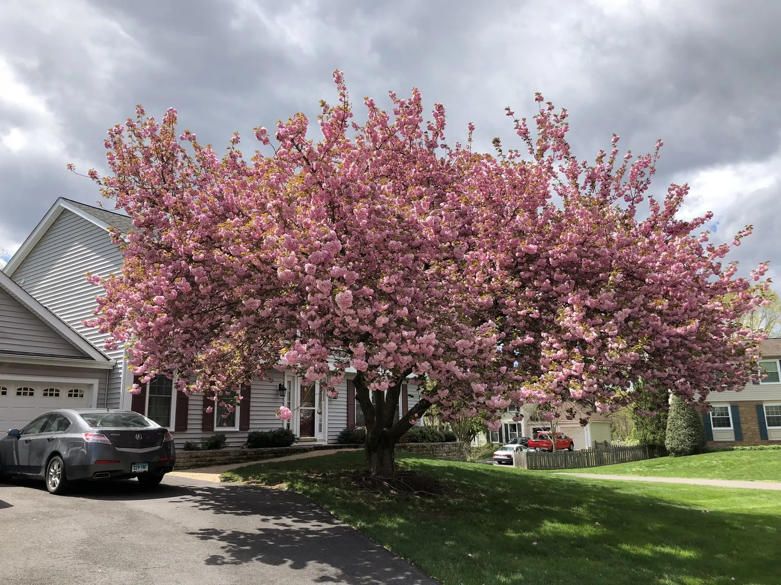 Japanese Flowering Cherry (Prunus Serrulata) — tree for full; provide an unmatched visual spectacle, image 96