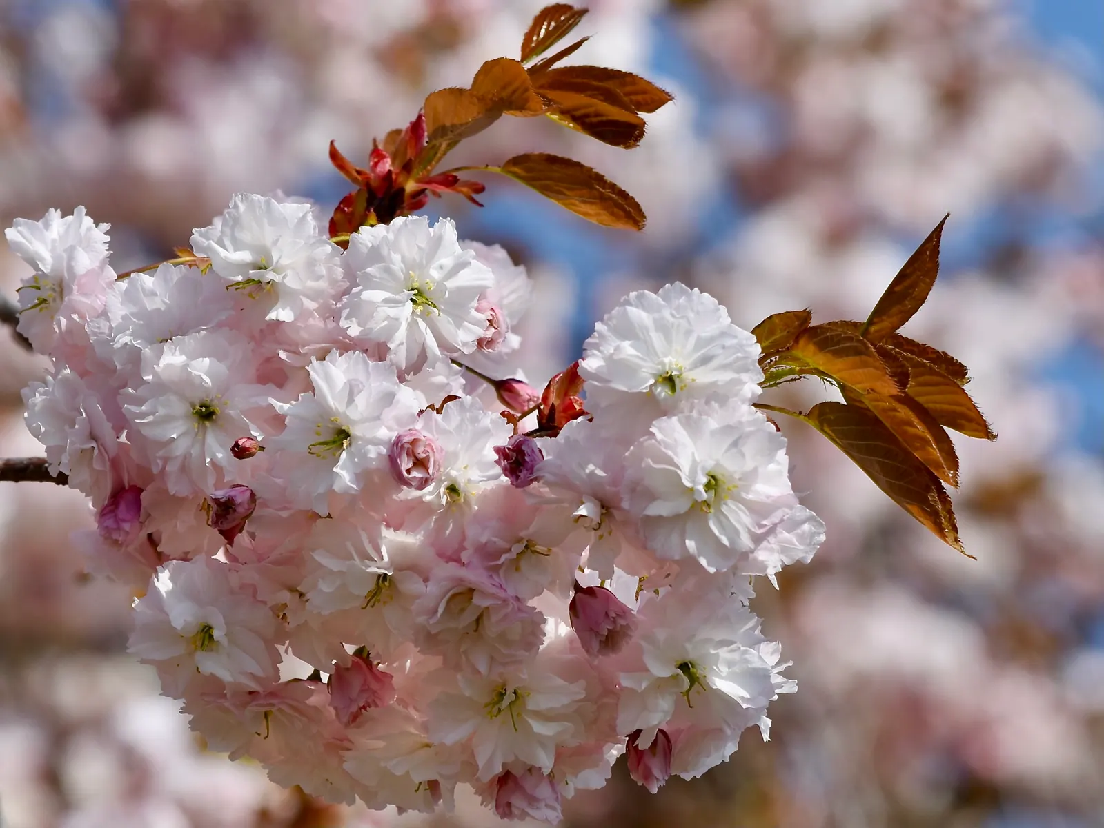 Japanese Flowering Cherry (Prunus Serrulata) — Prefers full sun and well-drained soil; is a beloved ornamental tree known for its stunning spring blooms