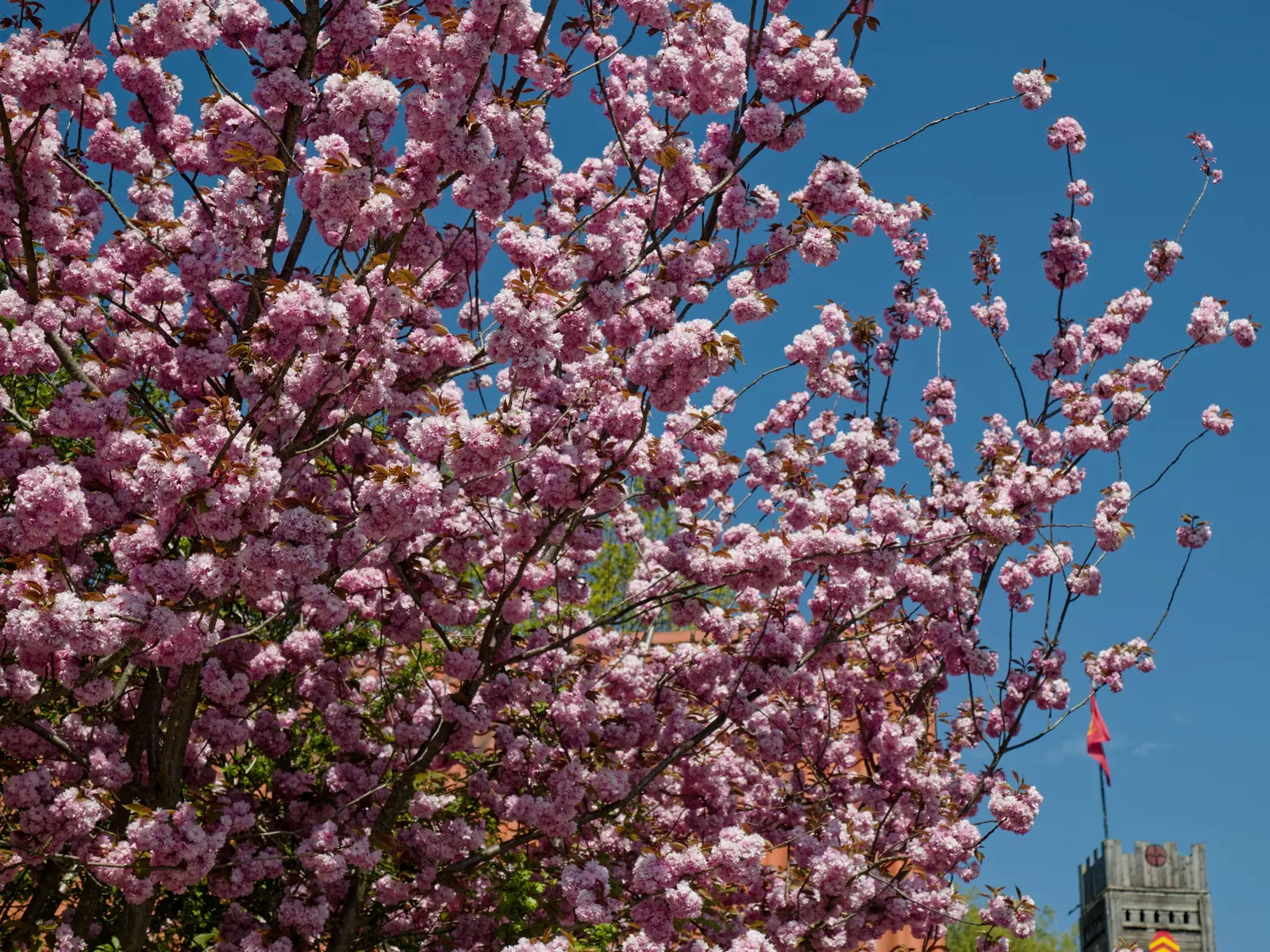 Japanese Flowering Cherry (Prunus Serrulata) — It boasts a round canopy of dark green leaves and prolific cherry blossoms ranging from white to, image 51