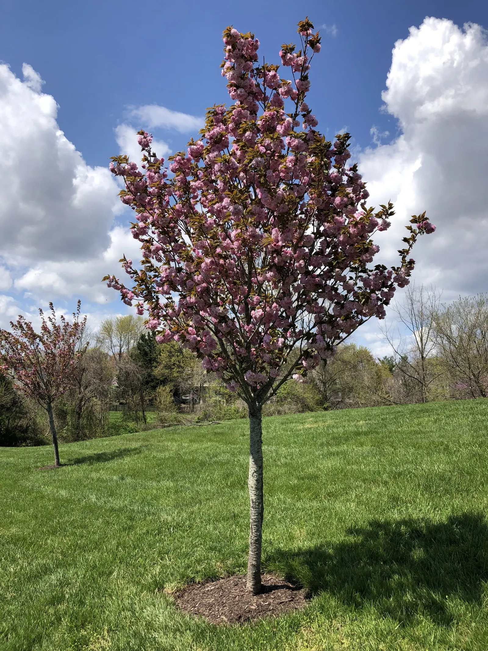 Japanese Flowering Cherry (Prunus Serrulata) — Cold hardy to USDA Zone 5; which extends this tree's seasonal interest.<br><br>For optimal growth, image 136