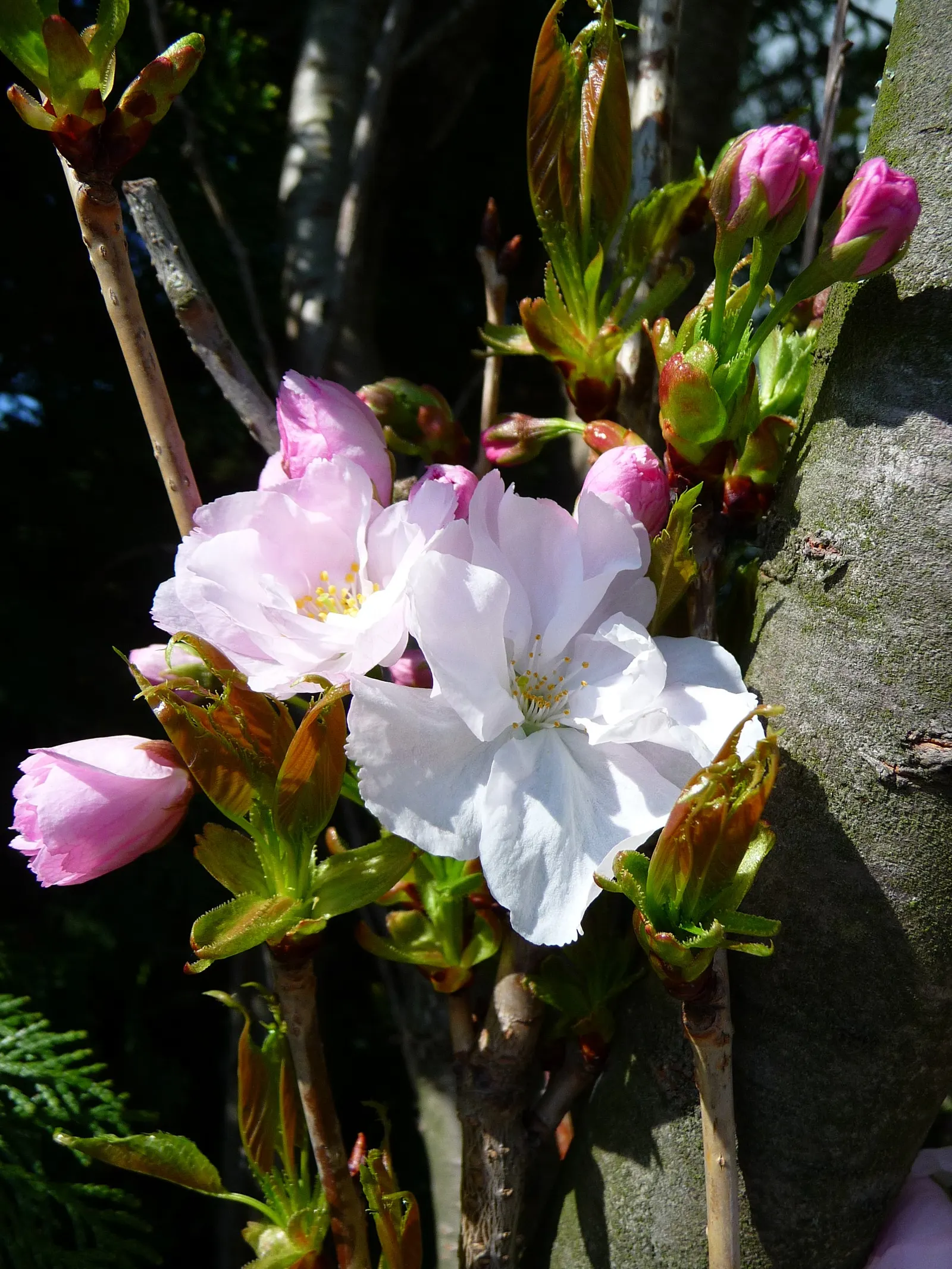 Japanese Flowering Cherry (Prunus Serrulata) — which extends this tree's seasonal interest.<br><br>For optimal growth; cold hardy to USDA Zone 5