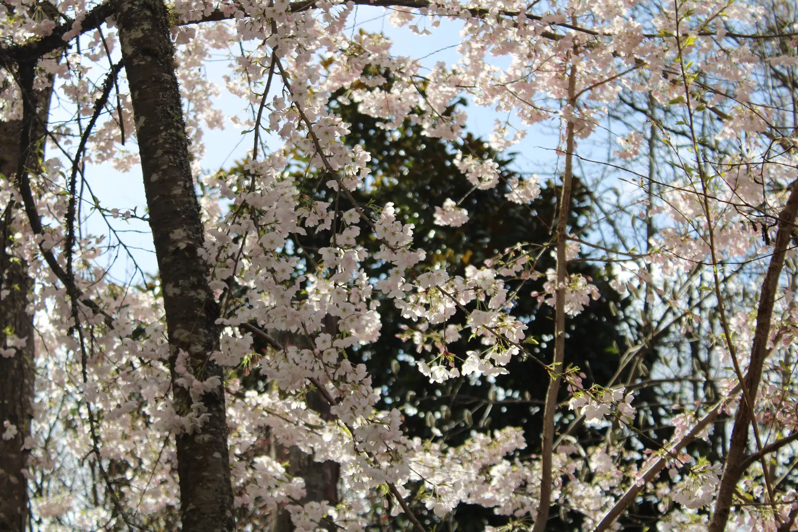 Japanese Flowering Cherry (Prunus Serrulata) — Prefers full sun and well-drained soil; is a beloved ornamental tree known for its stunning spring, image 52