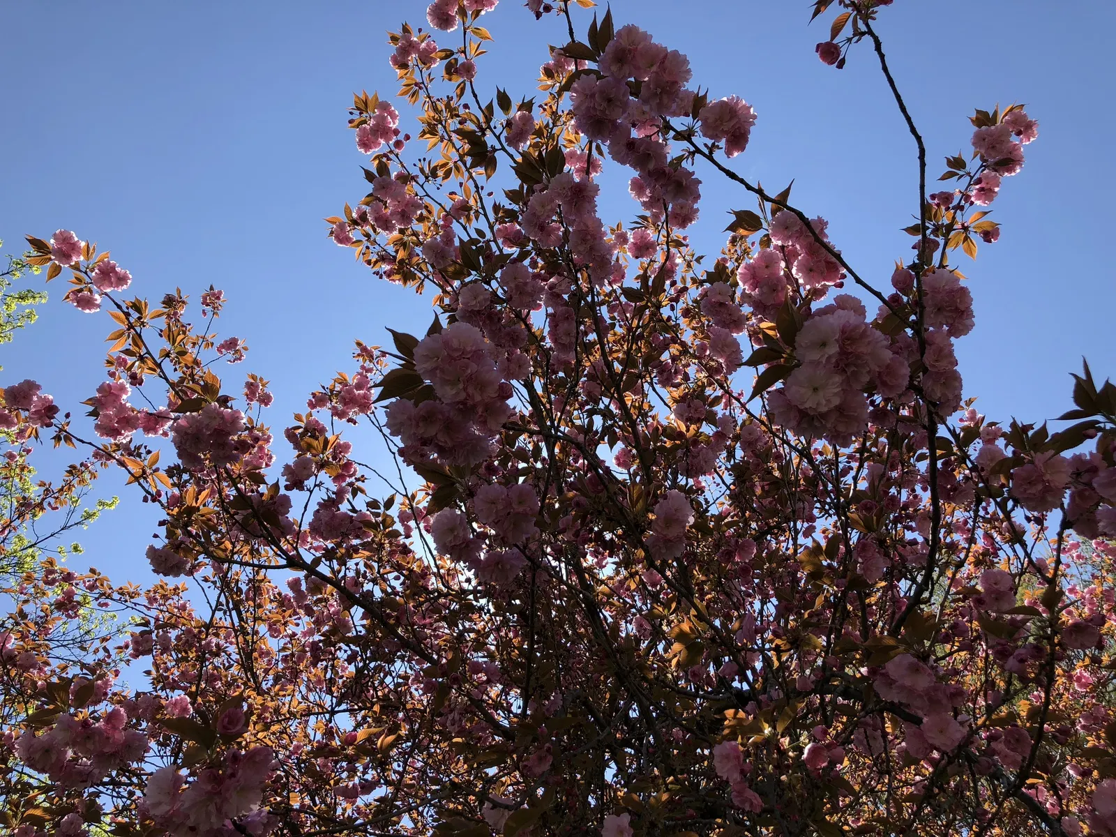 Japanese Flowering Cherry (Prunus Serrulata) — Offer this information to clients seeking a touch of springtime elegance; vase-like silhouette that, image 67