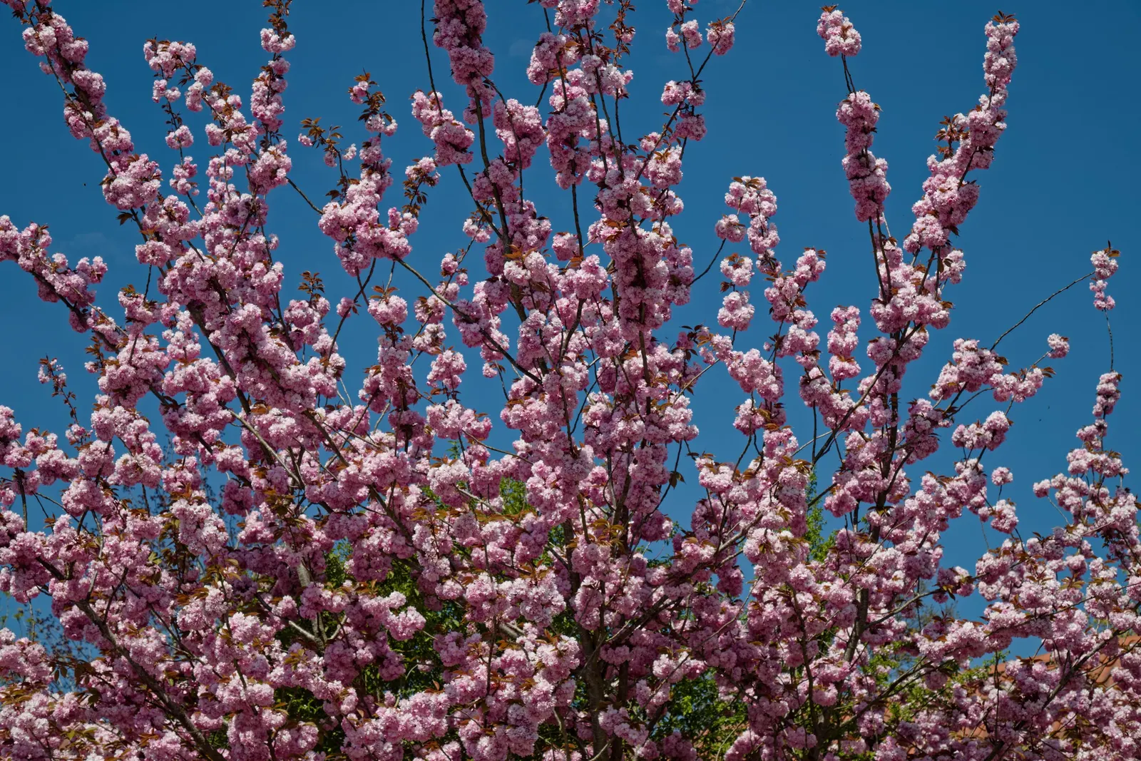 Japanese Flowering Cherry (Prunus Serrulata) — It boasts a round canopy of dark green leaves and prolific cherry blossoms ranging from white to, image 27