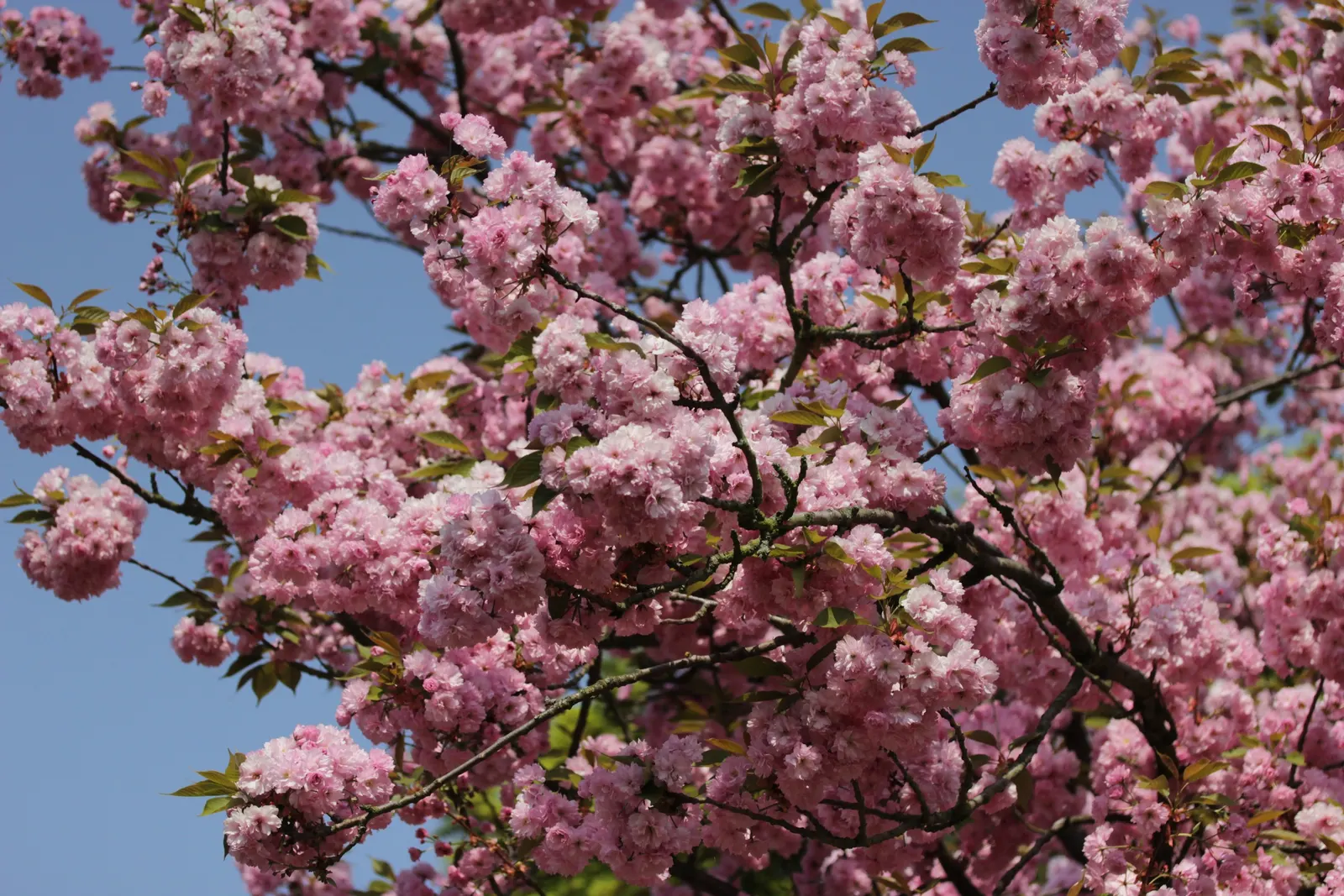 Japanese Flowering Cherry (Prunus Serrulata) — tree with pink blooms; the Japanese Flowering Cherry prefers a site that offers full sun to partial, image 95