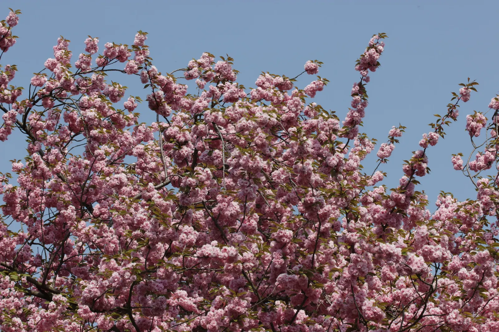 Japanese Flowering Cherry (Prunus Serrulata) — It boasts a round canopy of dark green leaves and prolific cherry blossoms ranging from white to, image 99