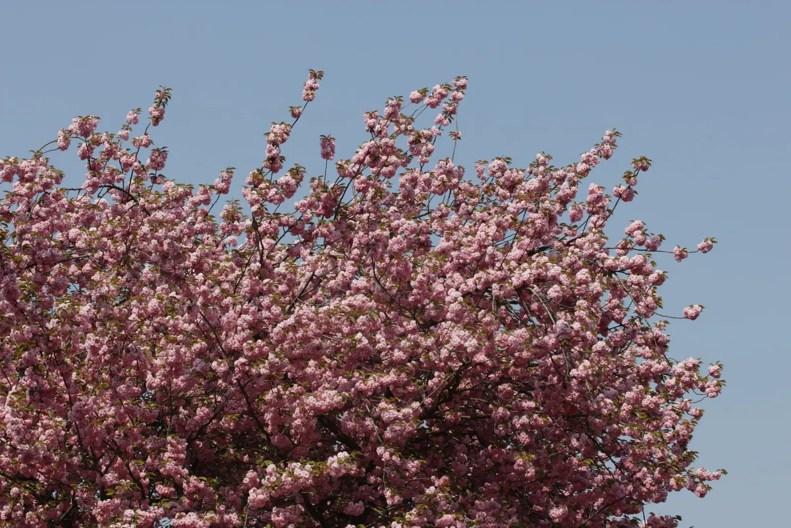 Japanese Flowering Cherry (Prunus Serrulata) — which extends this tree's seasonal interest.<br><br>For optimal growth; cold hardy to USDA Zone 5, image 133