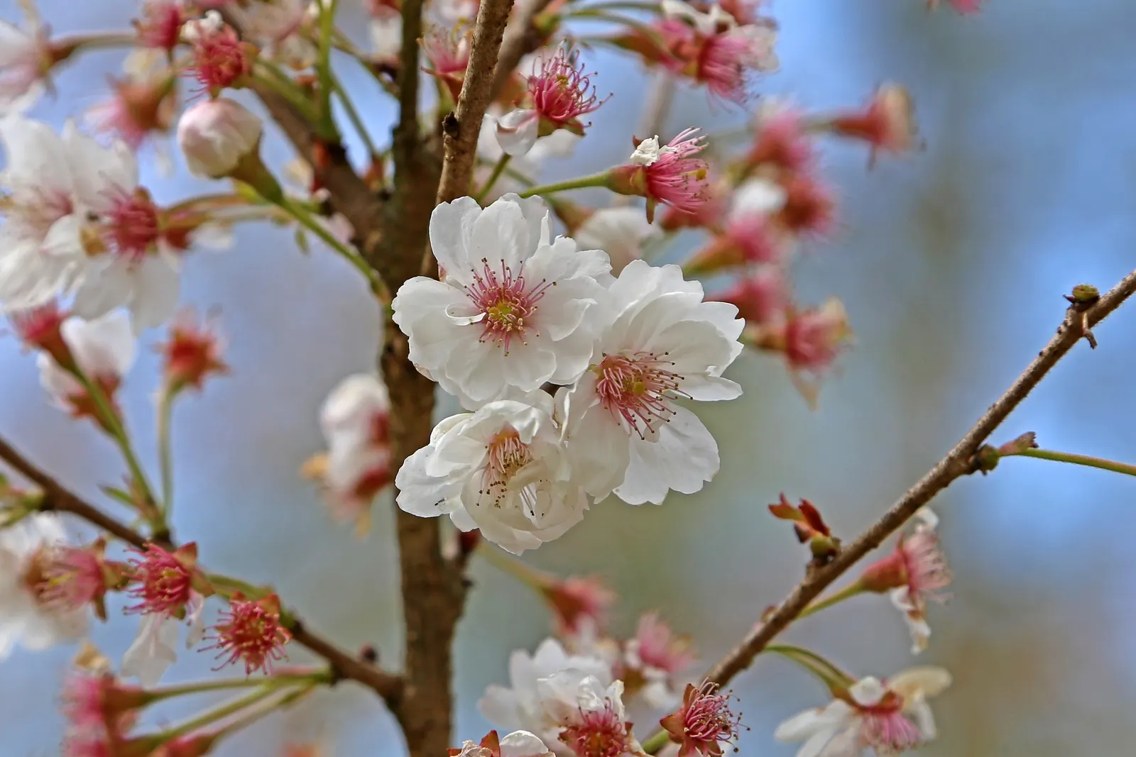 Japanese Flowering Cherry (Prunus Serrulata) — Revered for its abundant and showy blossoms; ideal for accent or specimen planting, adding a burst, image 128